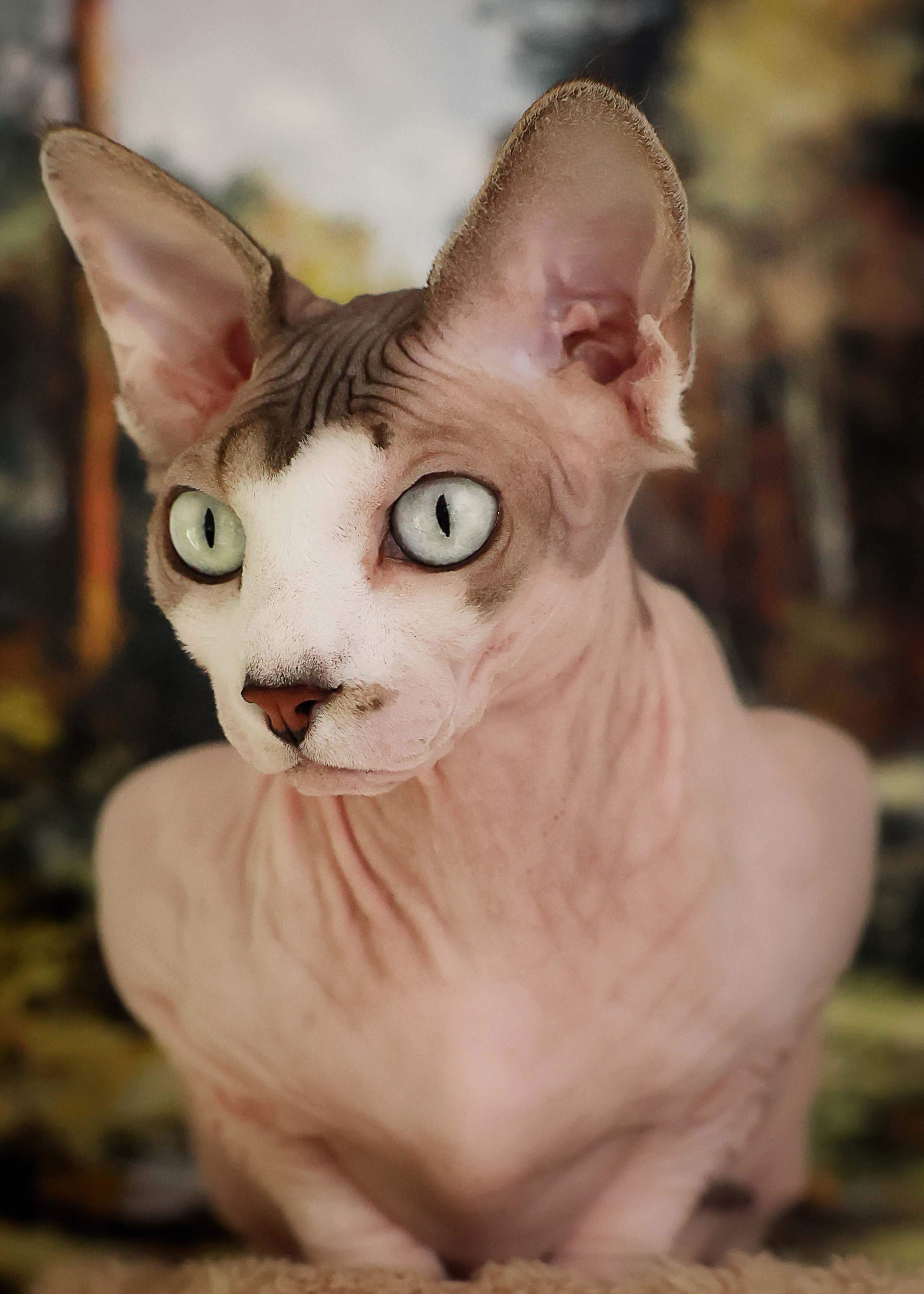 Katzen. LUKIN IGOR Photography