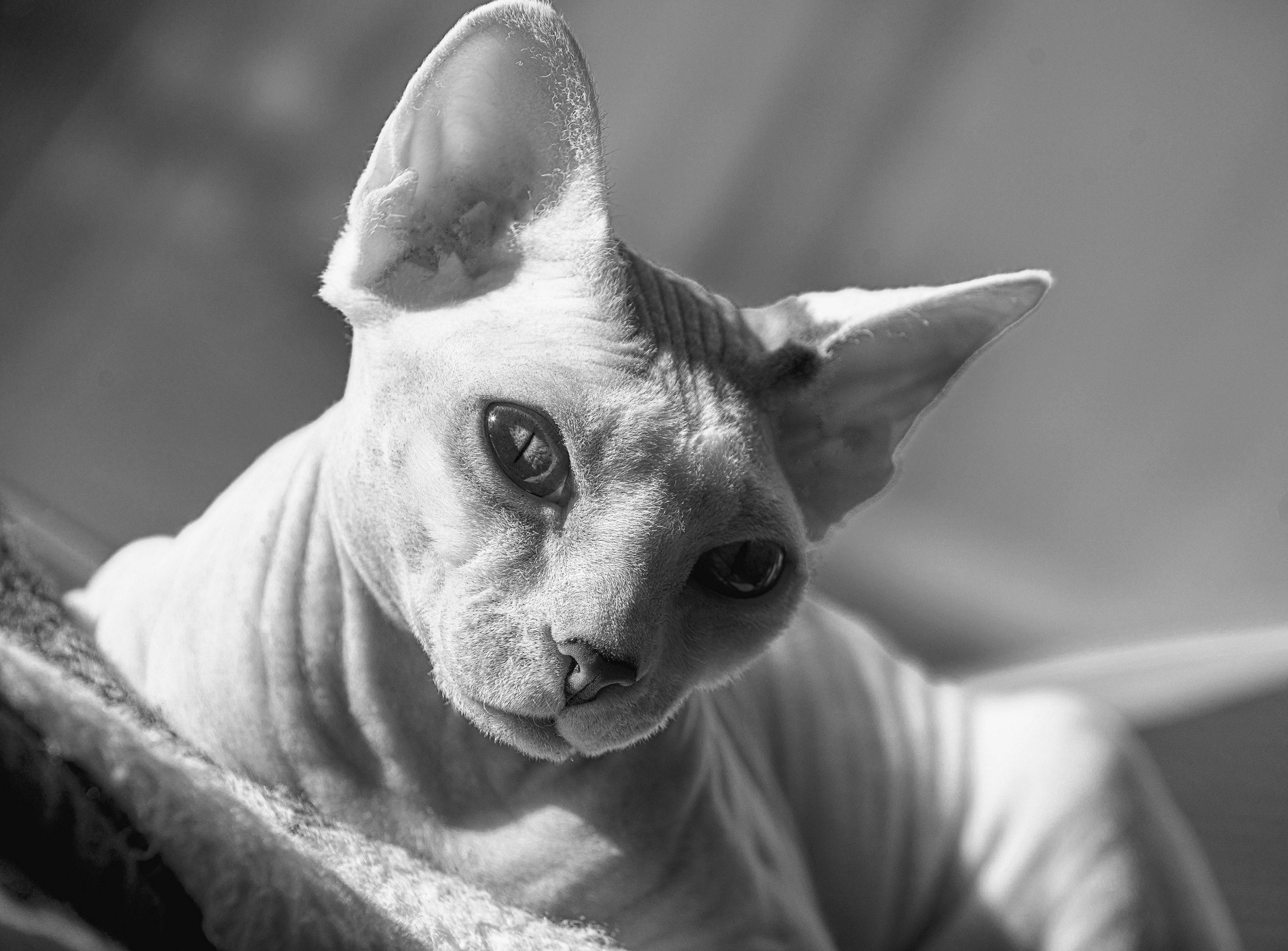 Katzen. LUKIN IGOR Photography