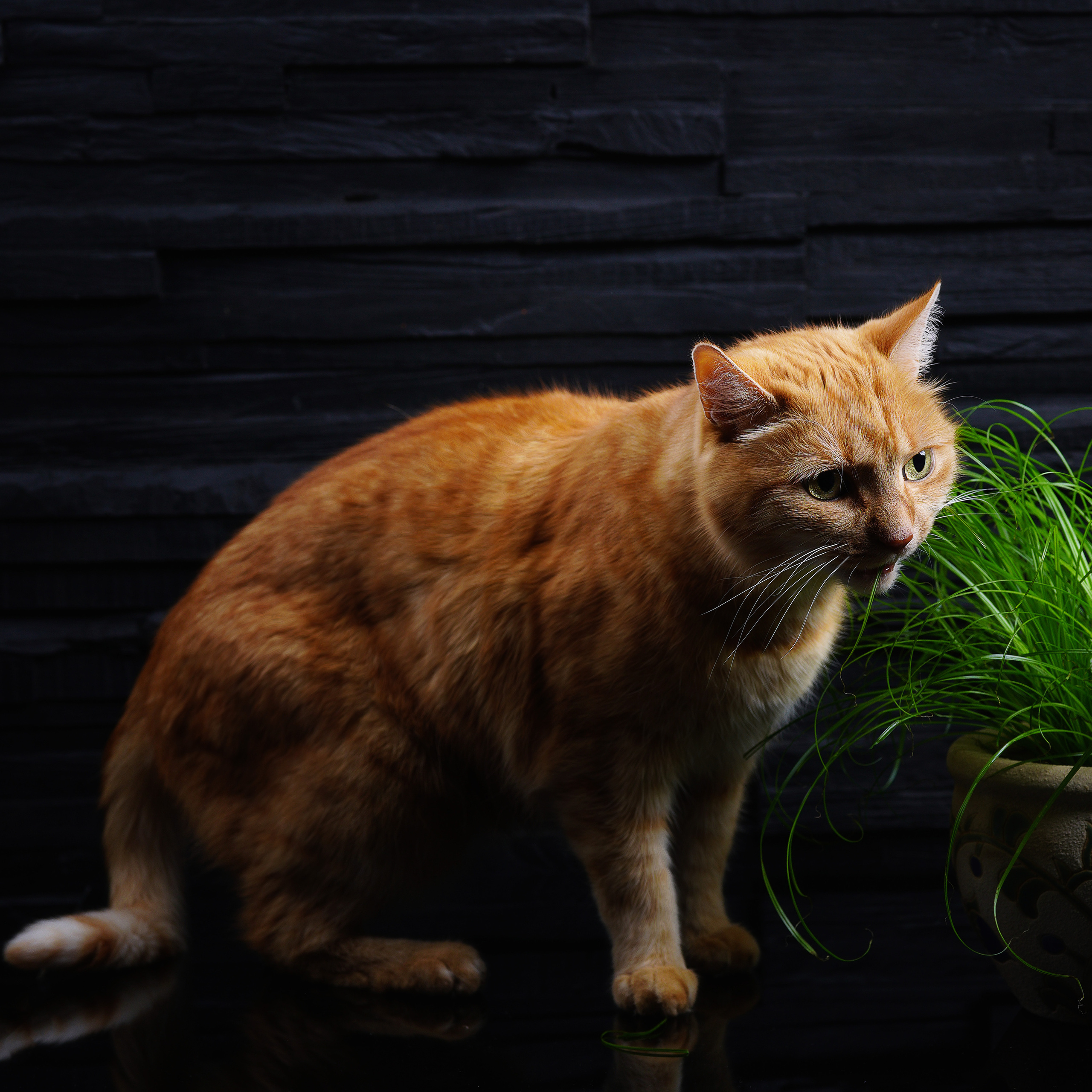 Katzen. LUKIN IGOR Photography