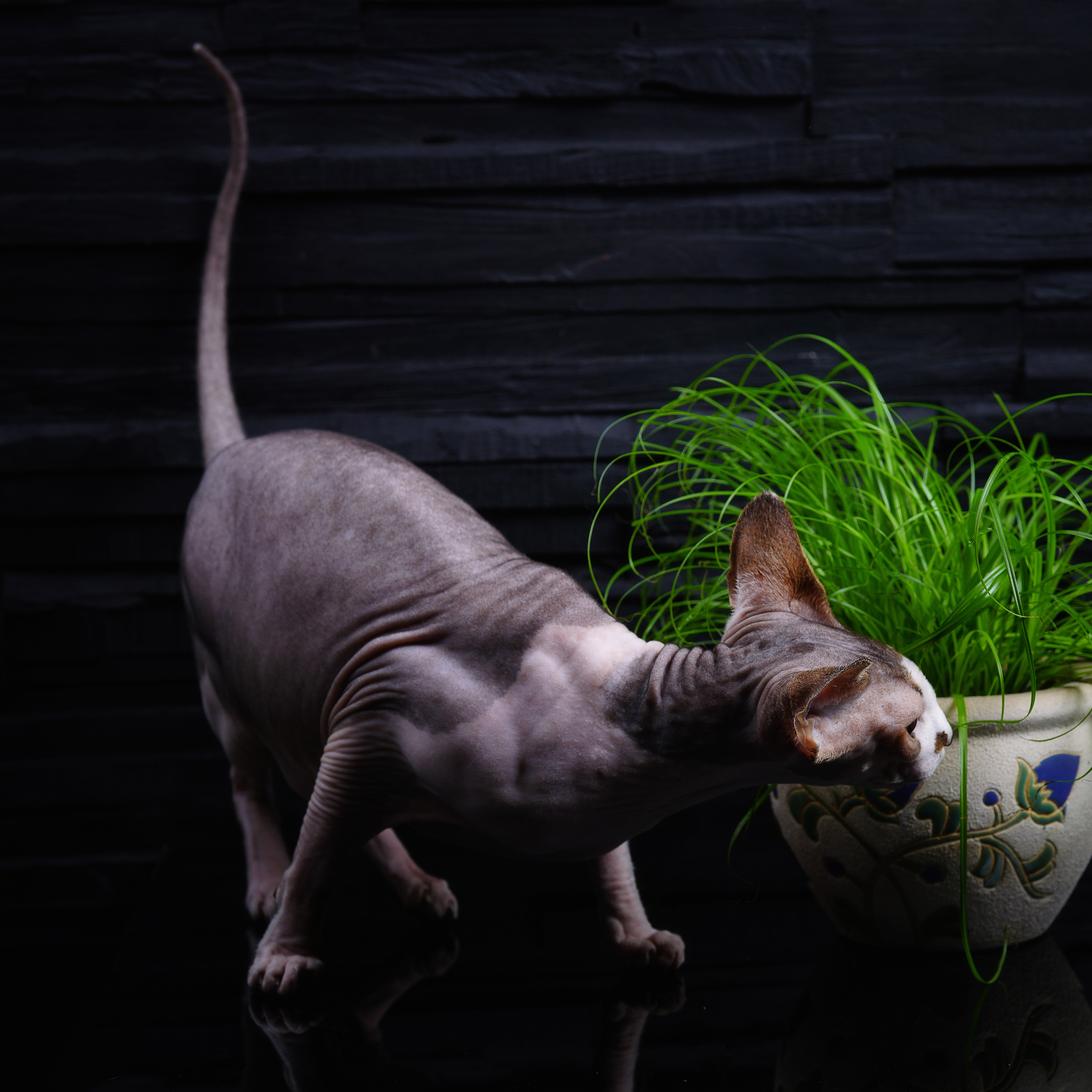 Katzen. LUKIN IGOR Photography