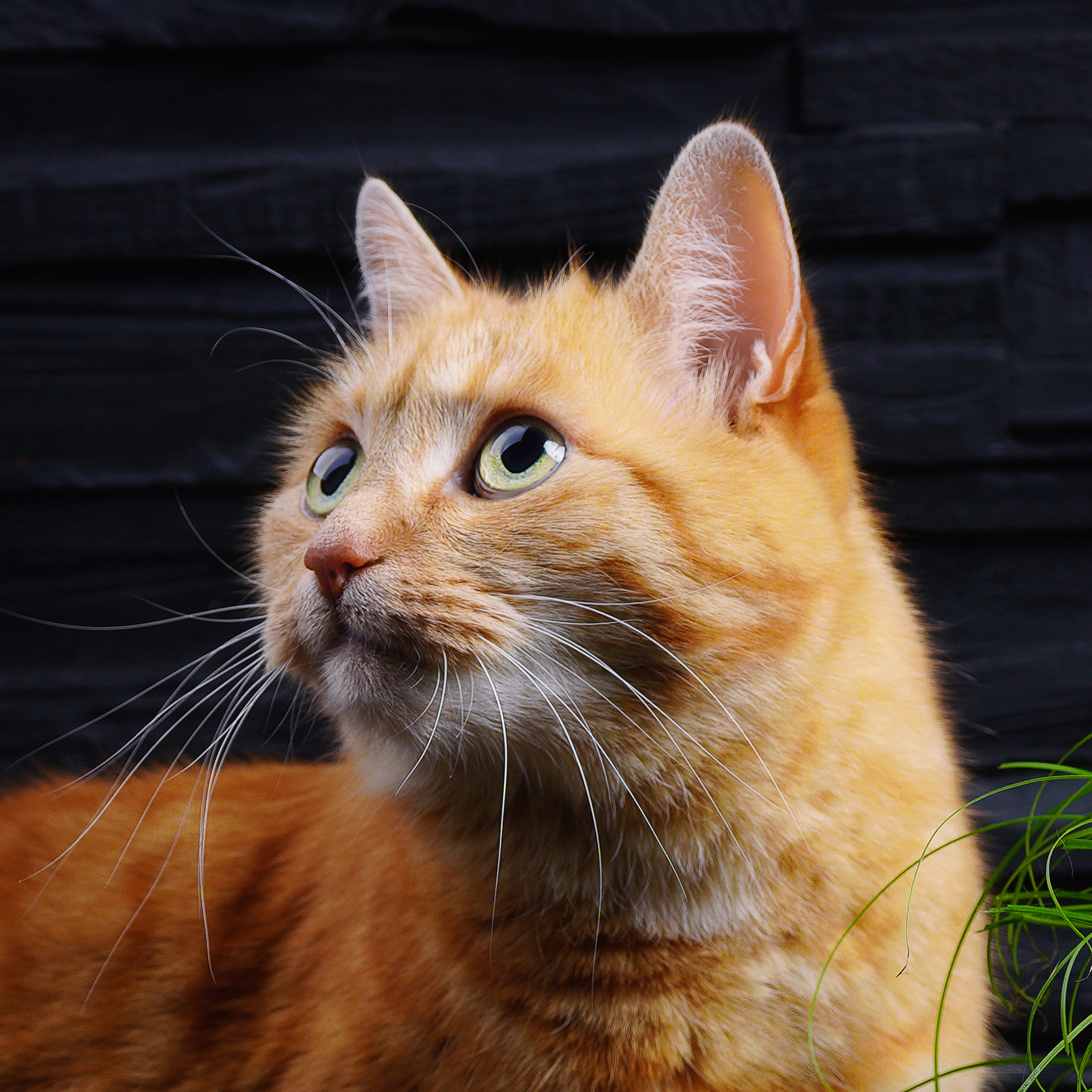 Katzen. LUKIN IGOR Photography