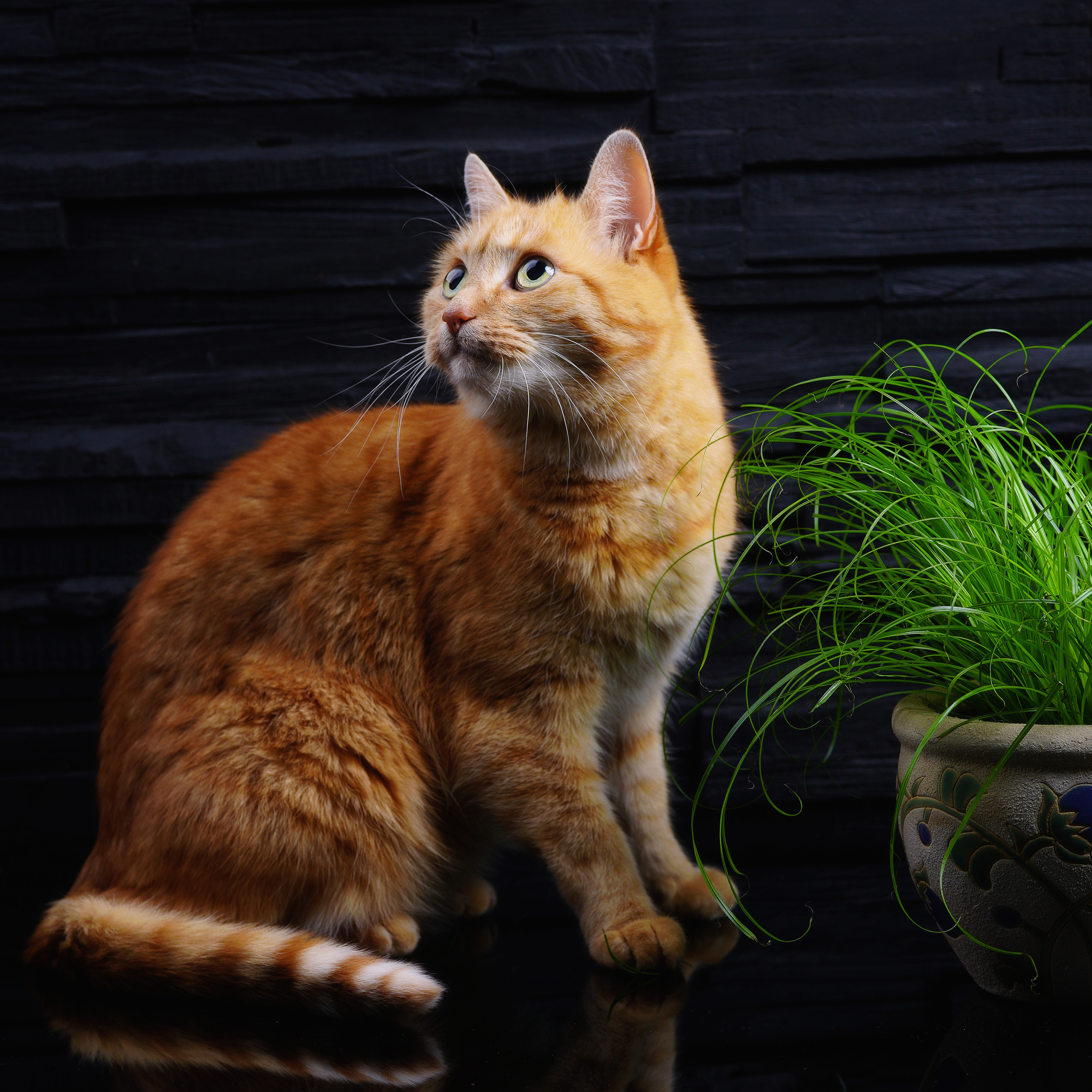 Katzen. LUKIN IGOR Photography