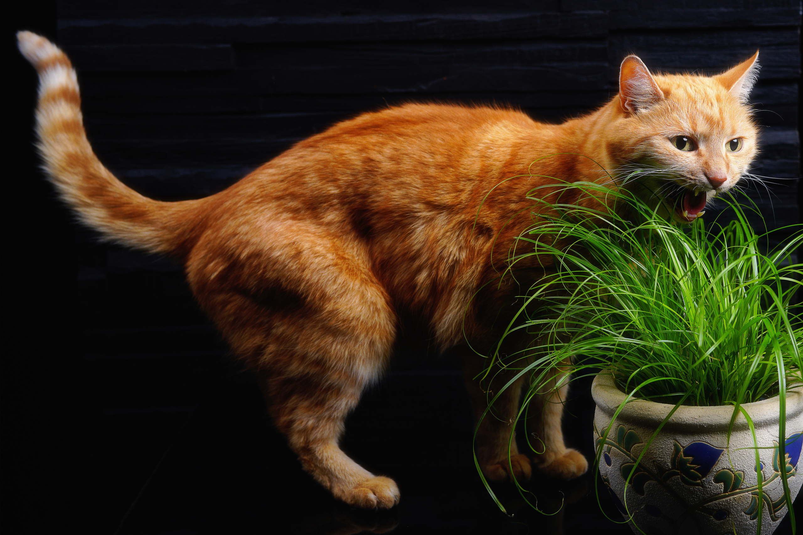 Katzen. LUKIN IGOR Photography