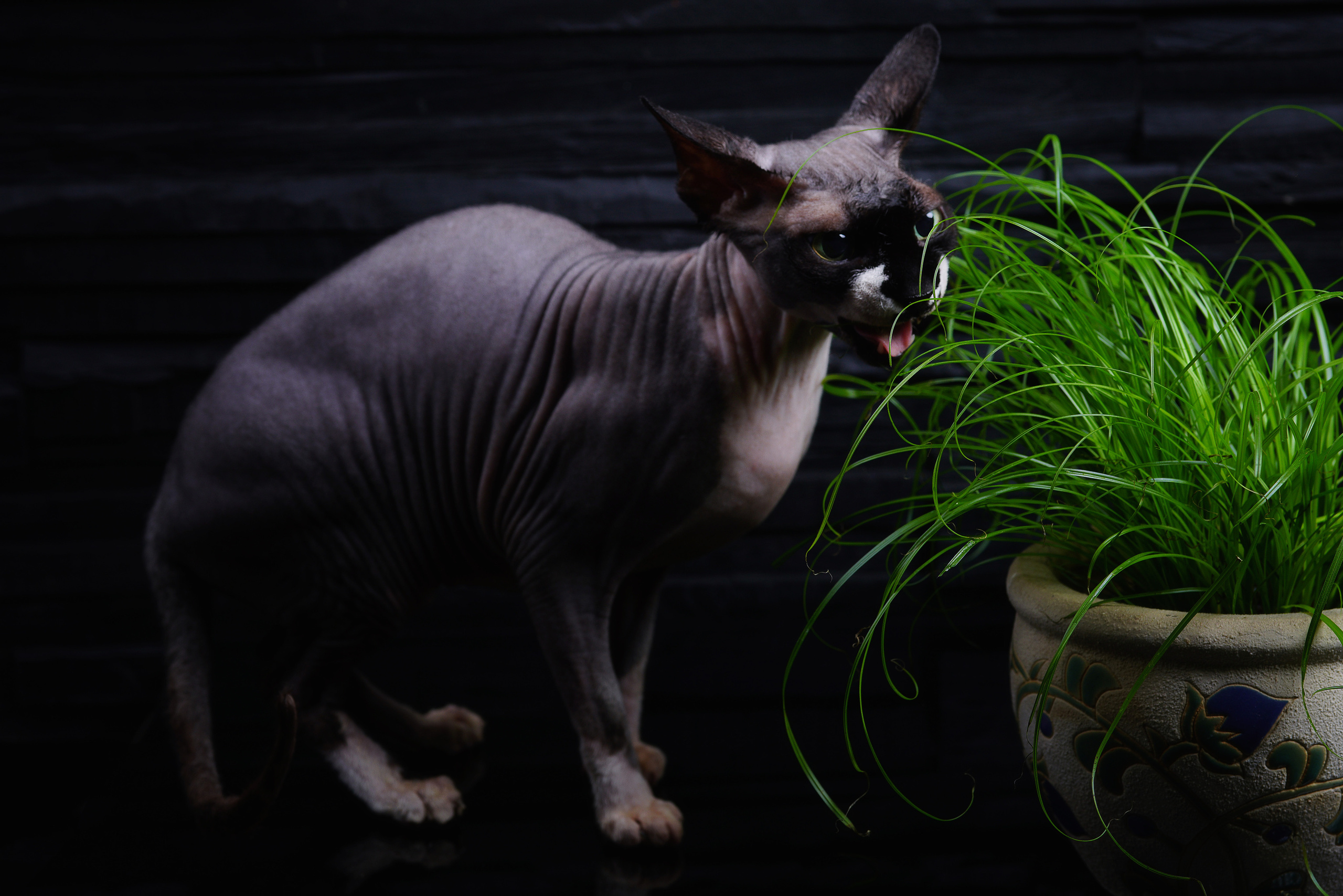 Katzen. LUKIN IGOR Photography