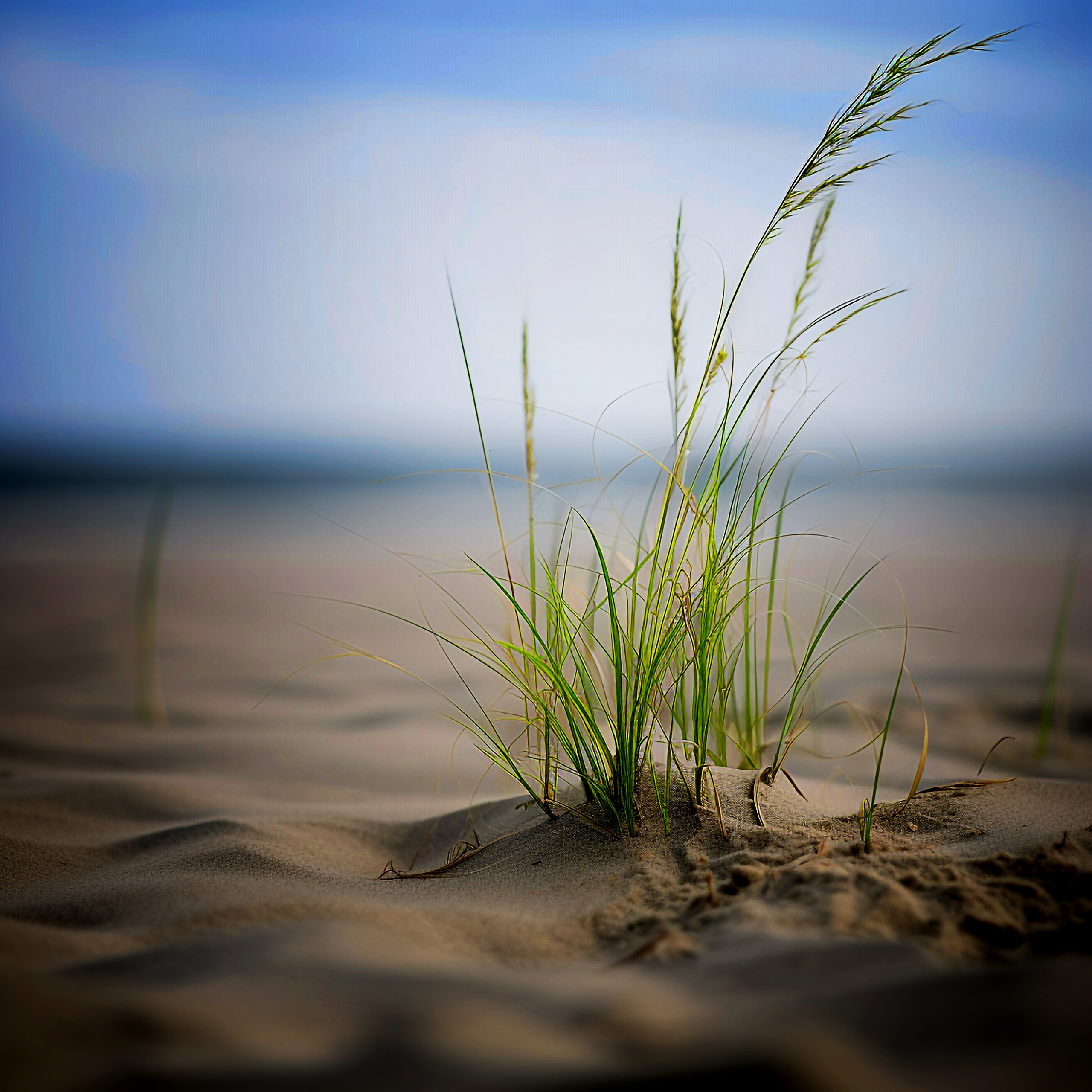 NEURALE FOTOS_BILDER. LUKIN IGOR Photography