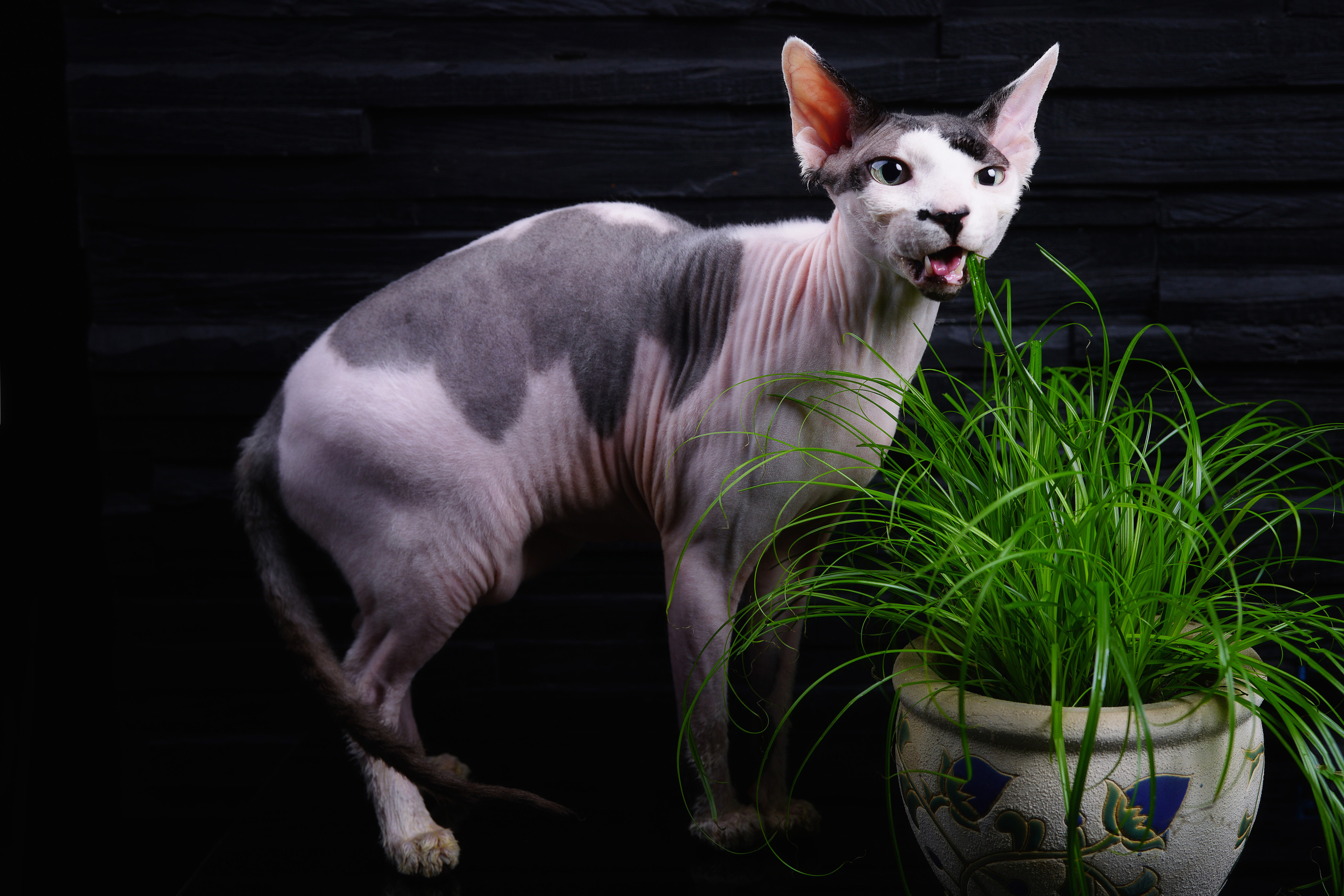 Katzen. LUKIN IGOR Photography