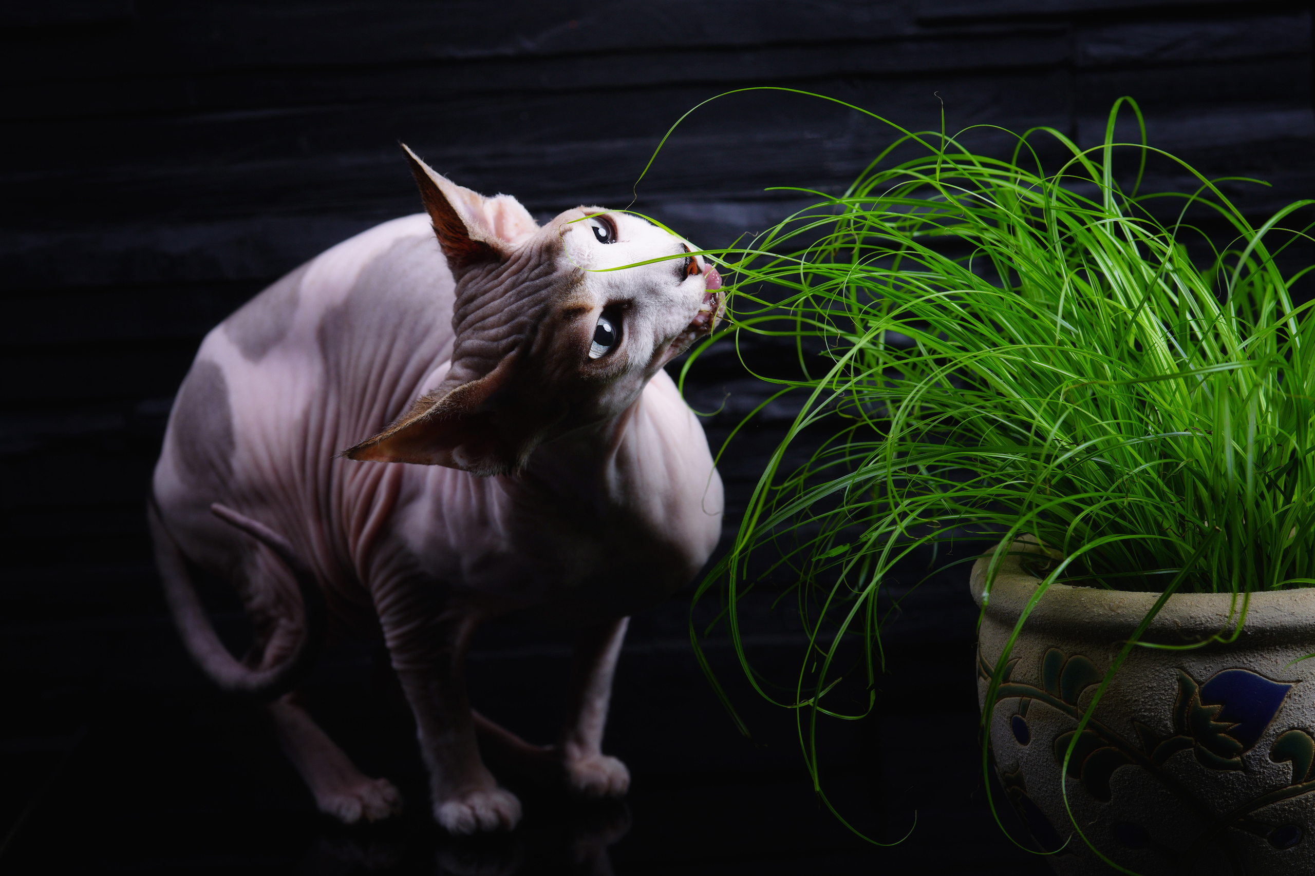 Katzen. LUKIN IGOR Photography