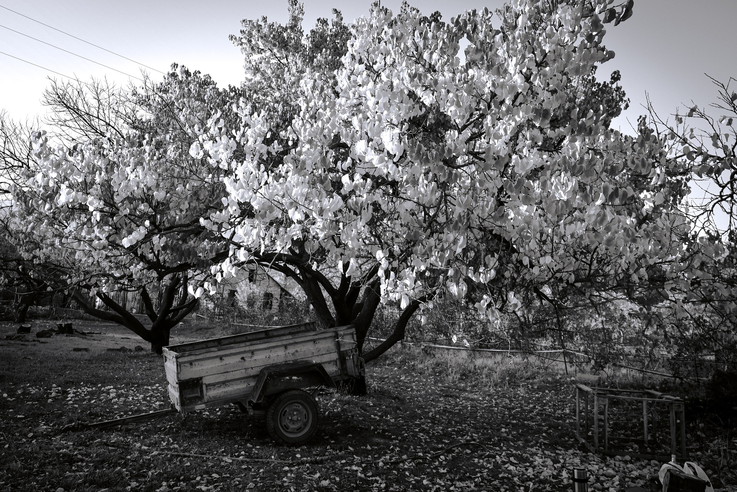 Factory reportage (hand-crafted cider). Asmikiam