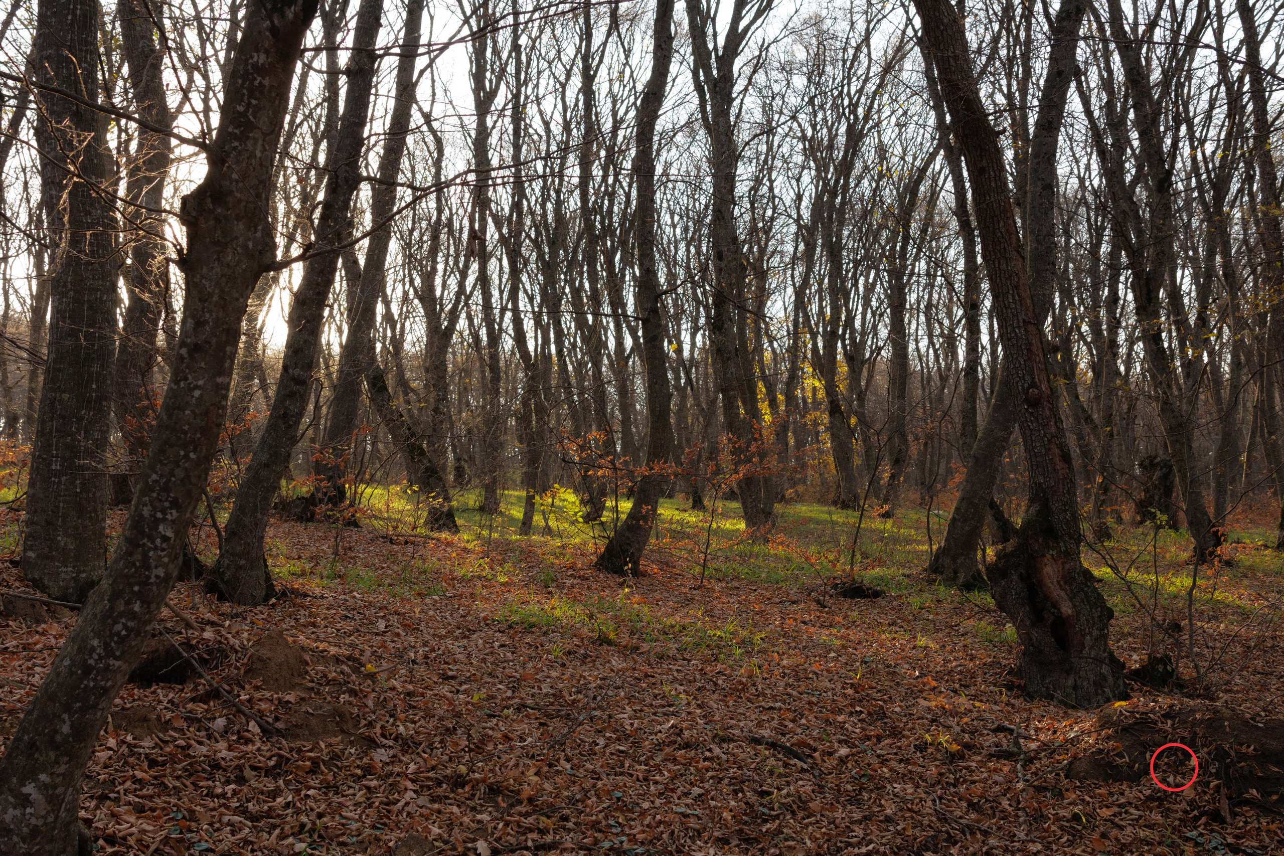 ტყე შემოდგომისა. FramefreeMan