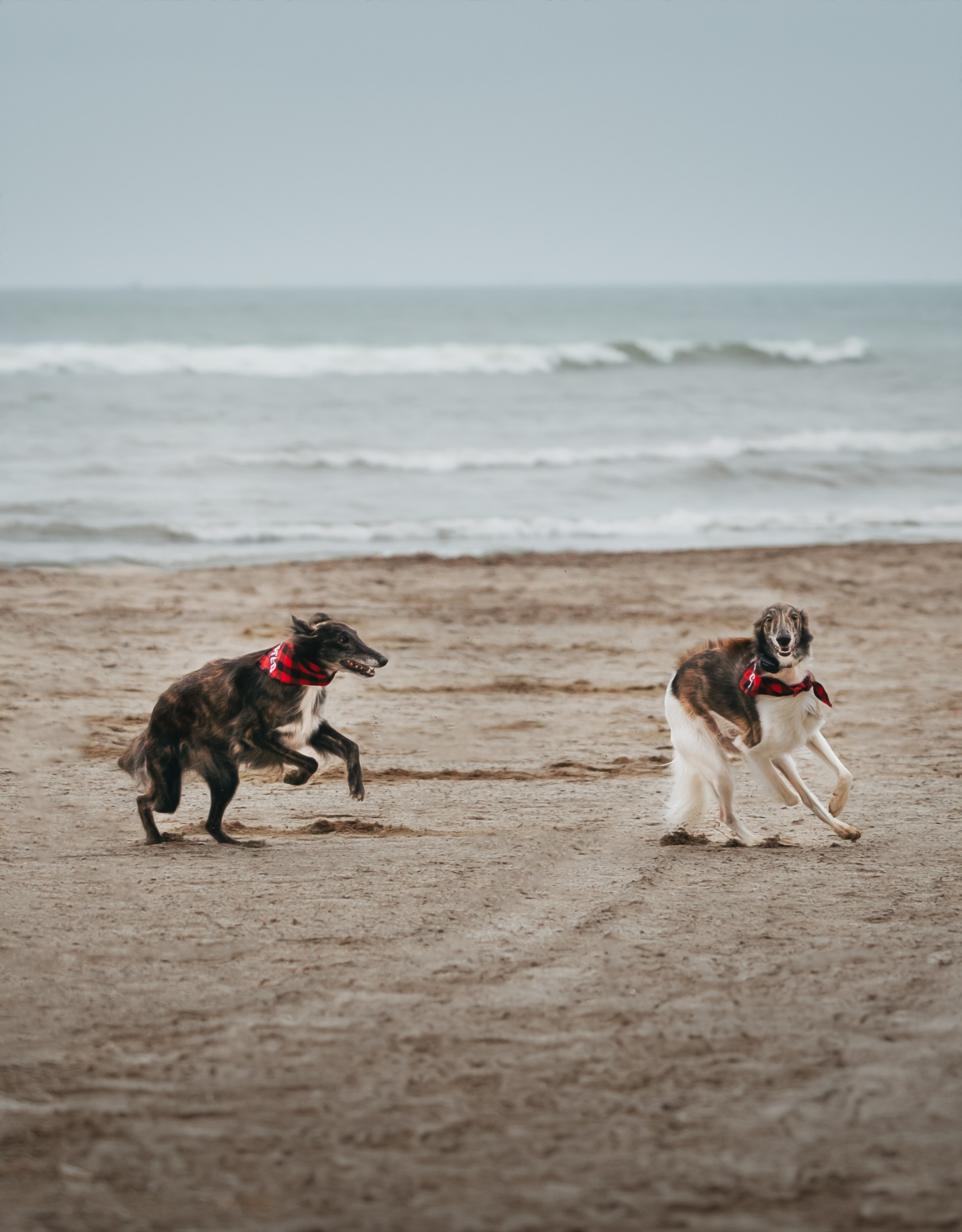 Luca, Oren & Mia. Pet Photographer Viktoriya Aleshenko