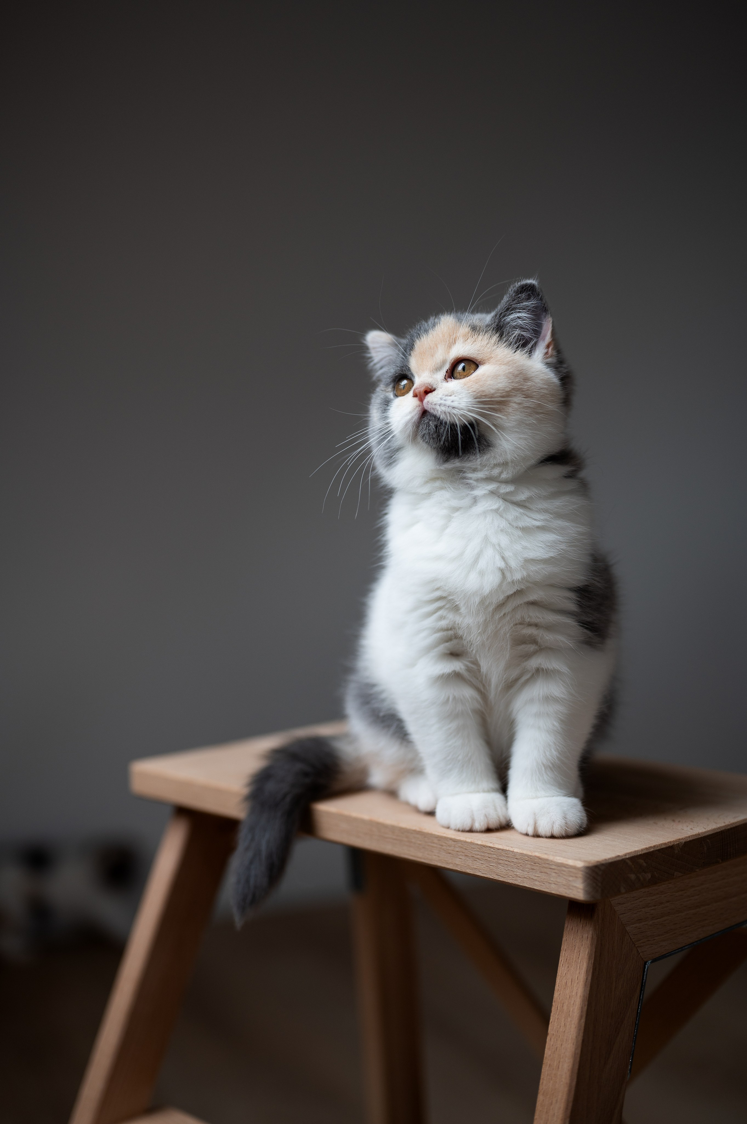 Kätzchen. Tierfotografie und Familienfotografie in der Hallertau