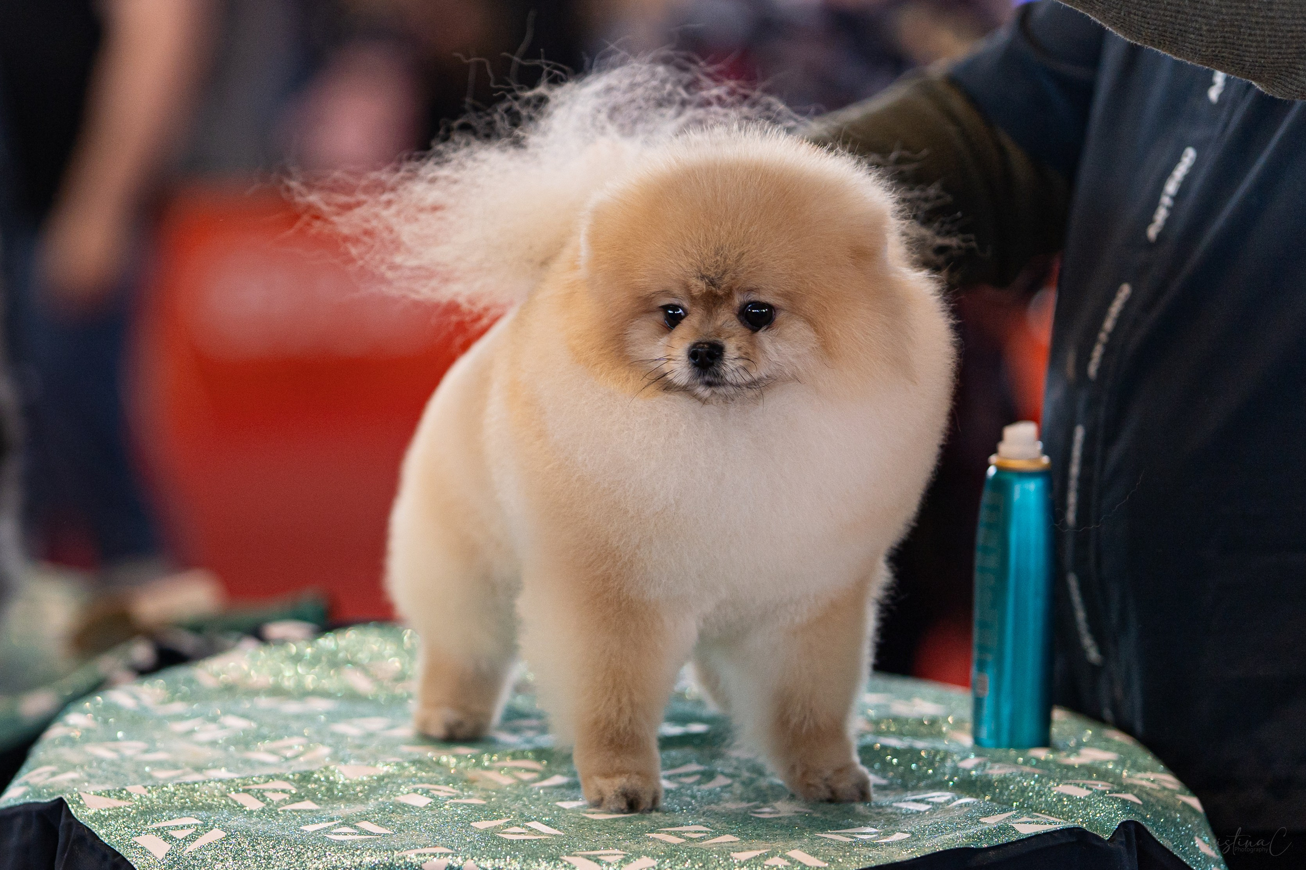 Pet Expo 2025. Bycristinaciobanu