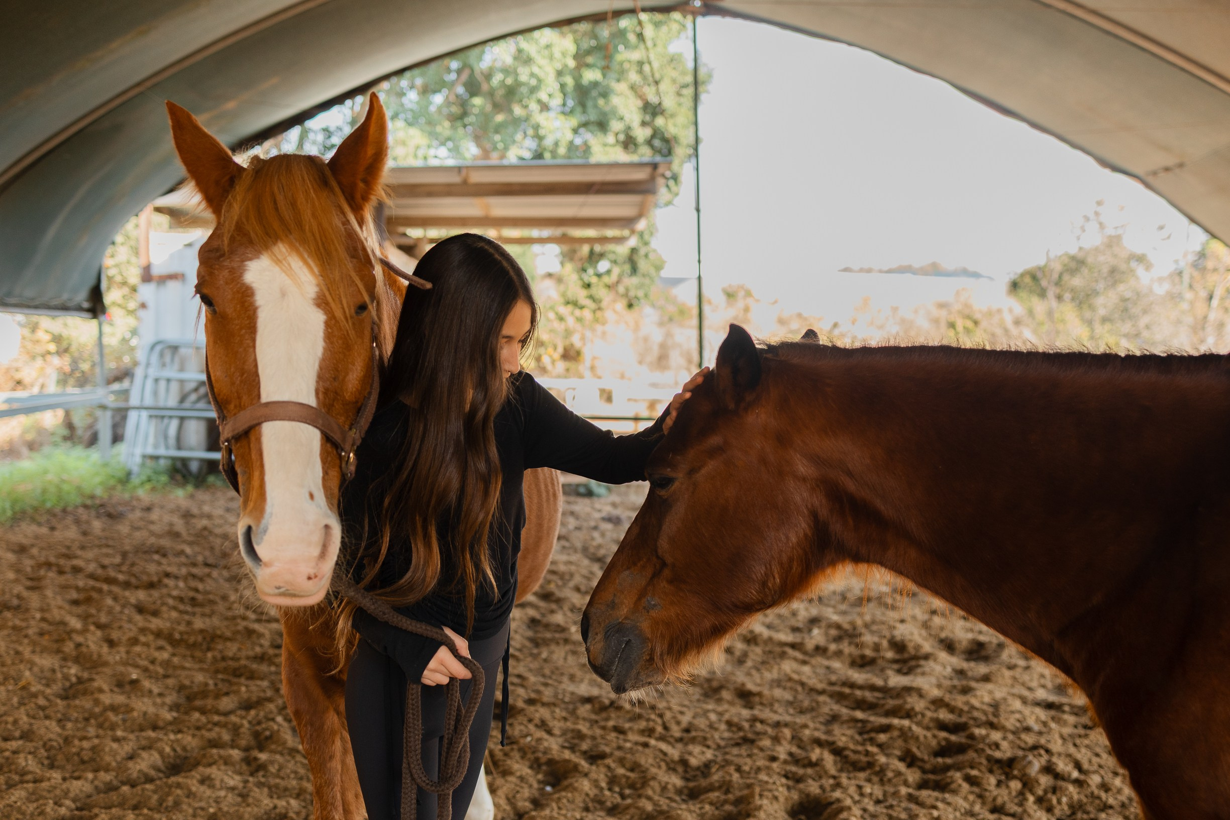 חוות סוסים בת מצווה. דף בית