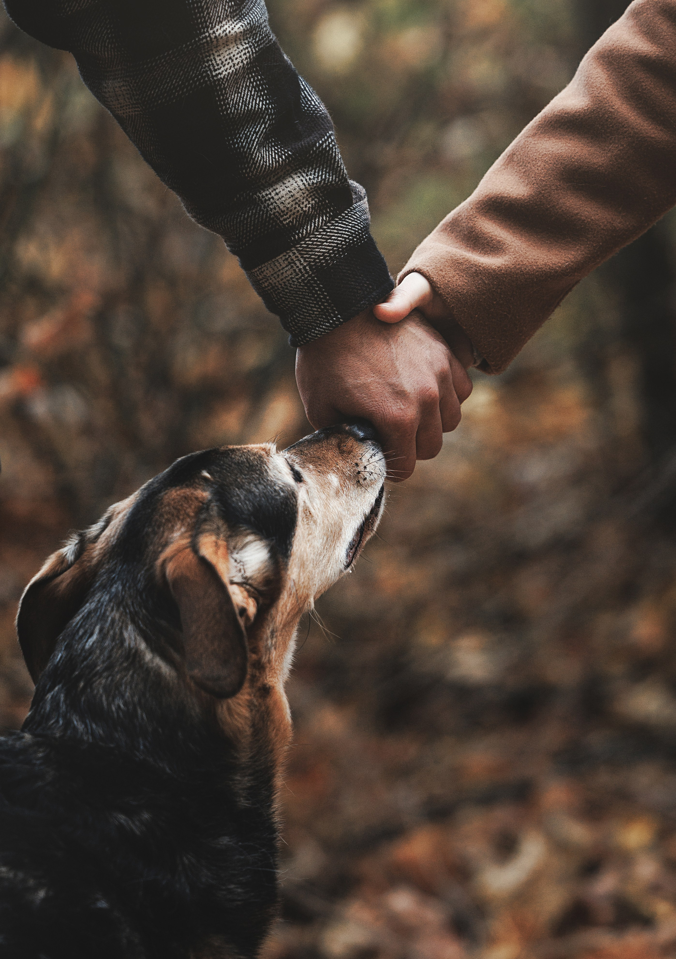 Racer & Delly. Pet Photographer Viktoriya Aleshenko