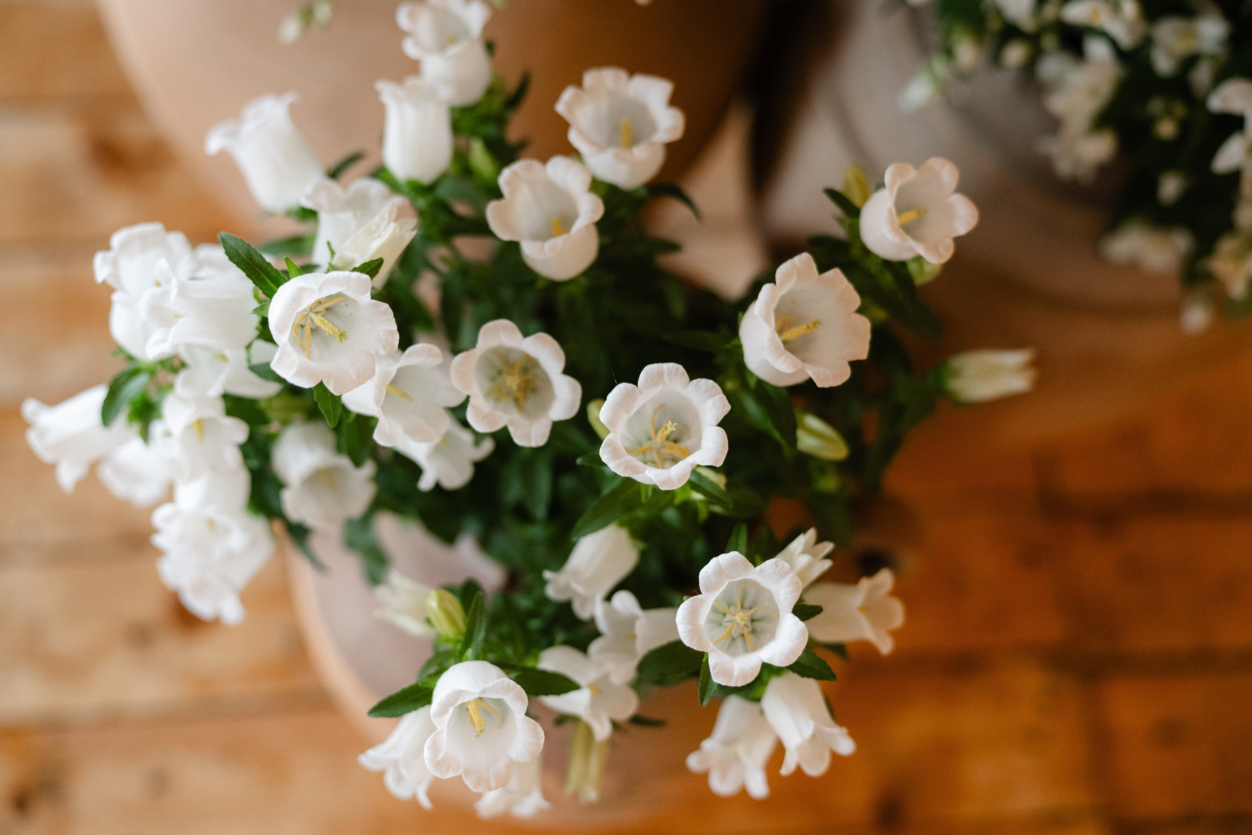 Mona + Vlad | Valea Sanzienelor. Proud Vision Weddings | Wedding Photography & Films — Servicii profesionale Foto Video Nunta Iasi