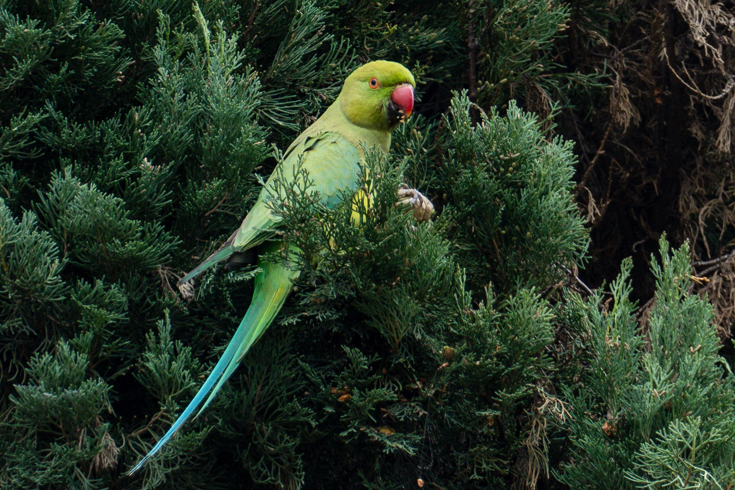 Roma 2025. Fotografiideplacere.net