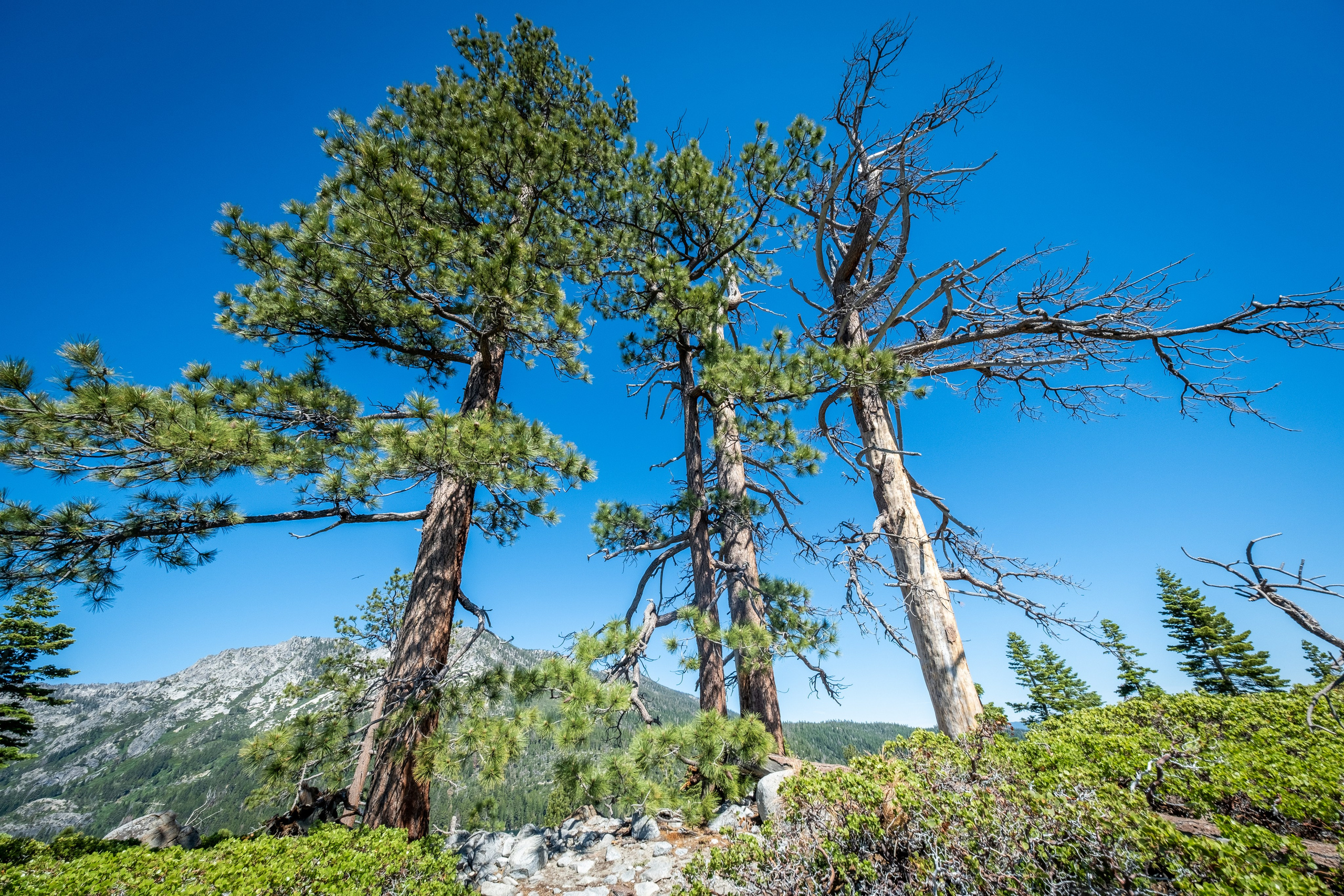TAHOE. Reportage concert portrait photography in the San Francisco Bay Area