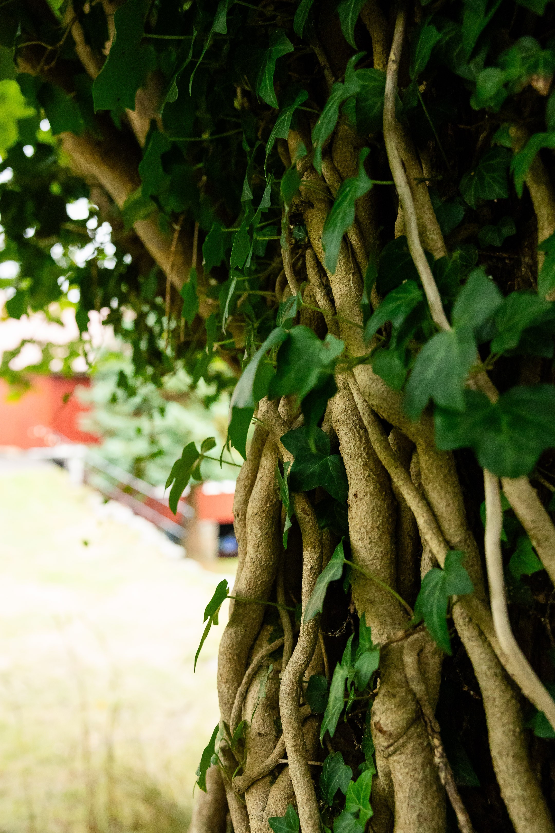 Bryllupsfotografering på Tromøya i Arendal. Bryllupsfotograf i Oslo og Rogaland — Meisal Media