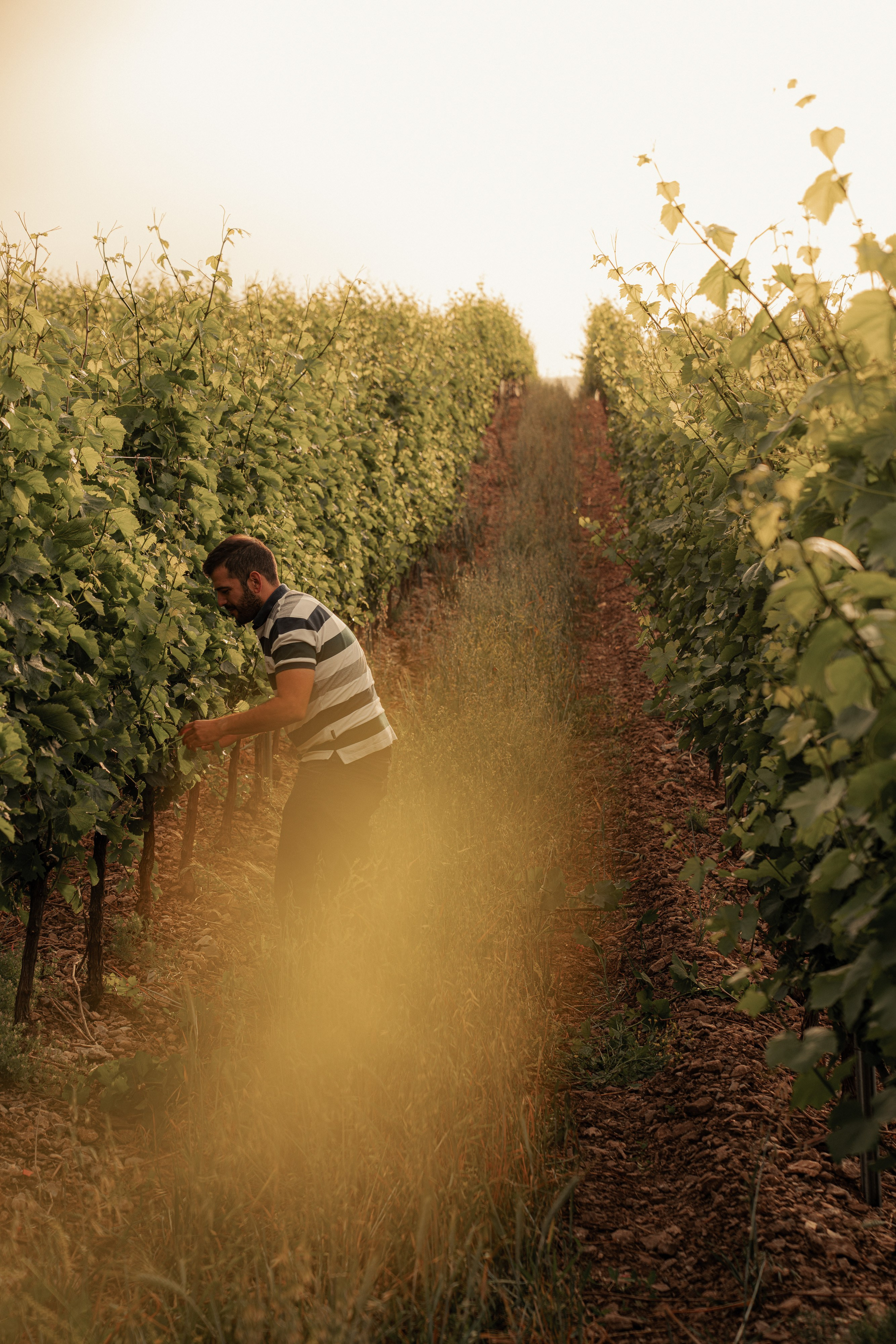 Estates Costa Lazaridi