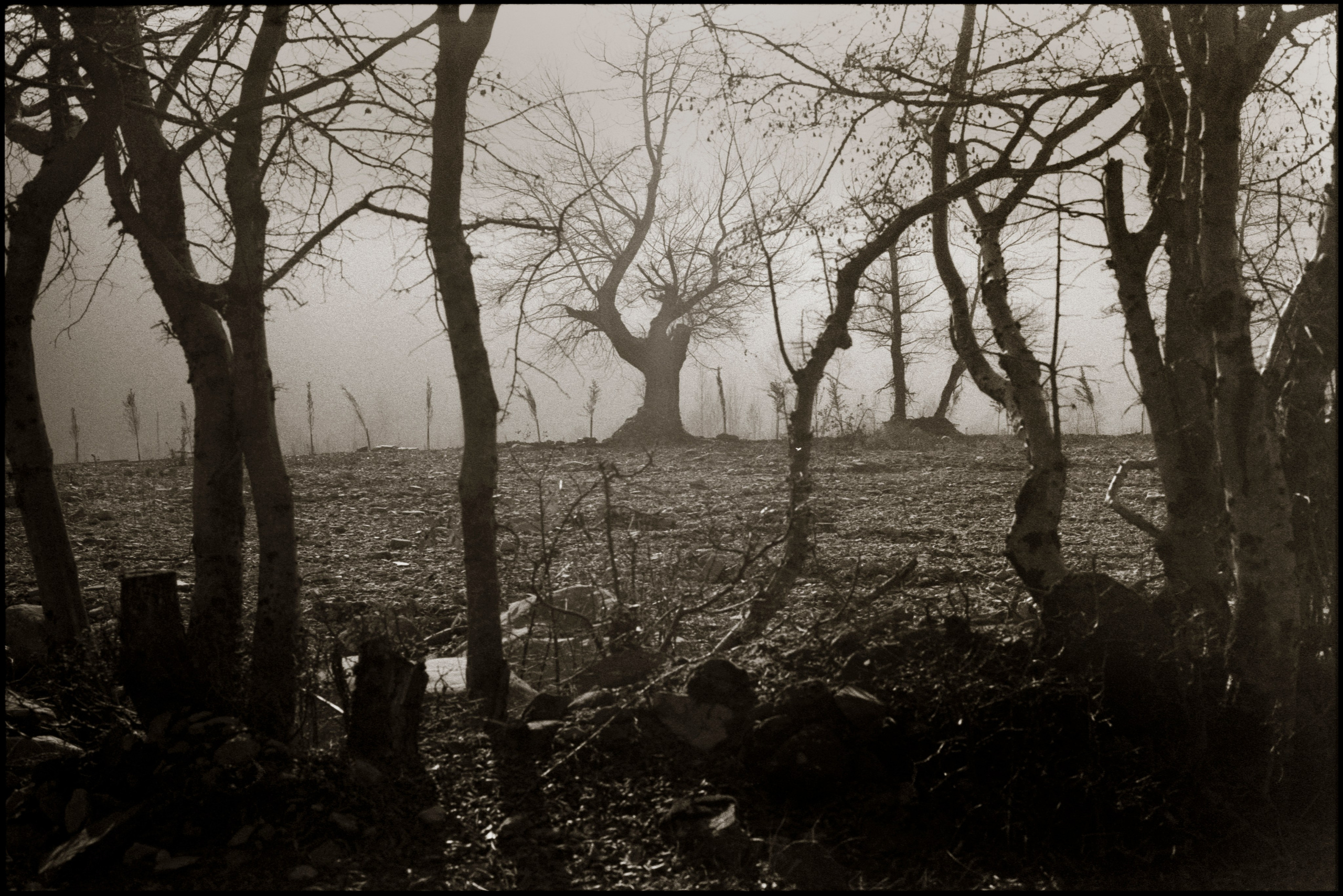 NATURE. Www.sananaleskerov.com