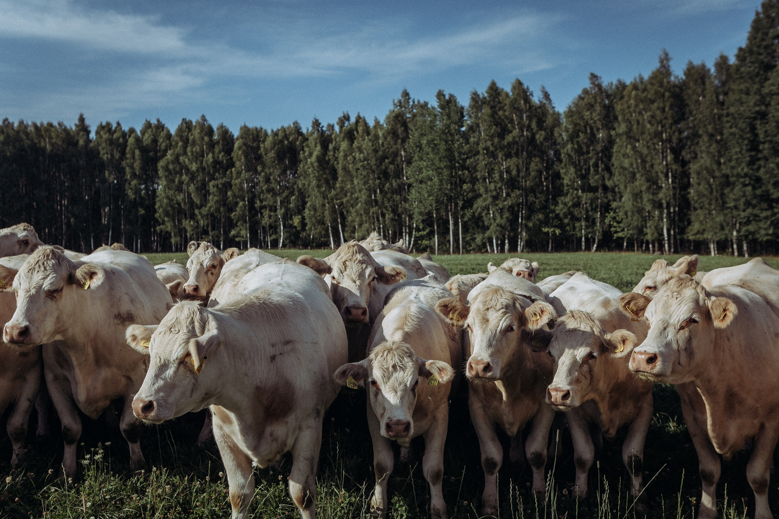 Wedding ceremony Agnese &Aleksandrs. Sandra Garanca Portrait and event photographer