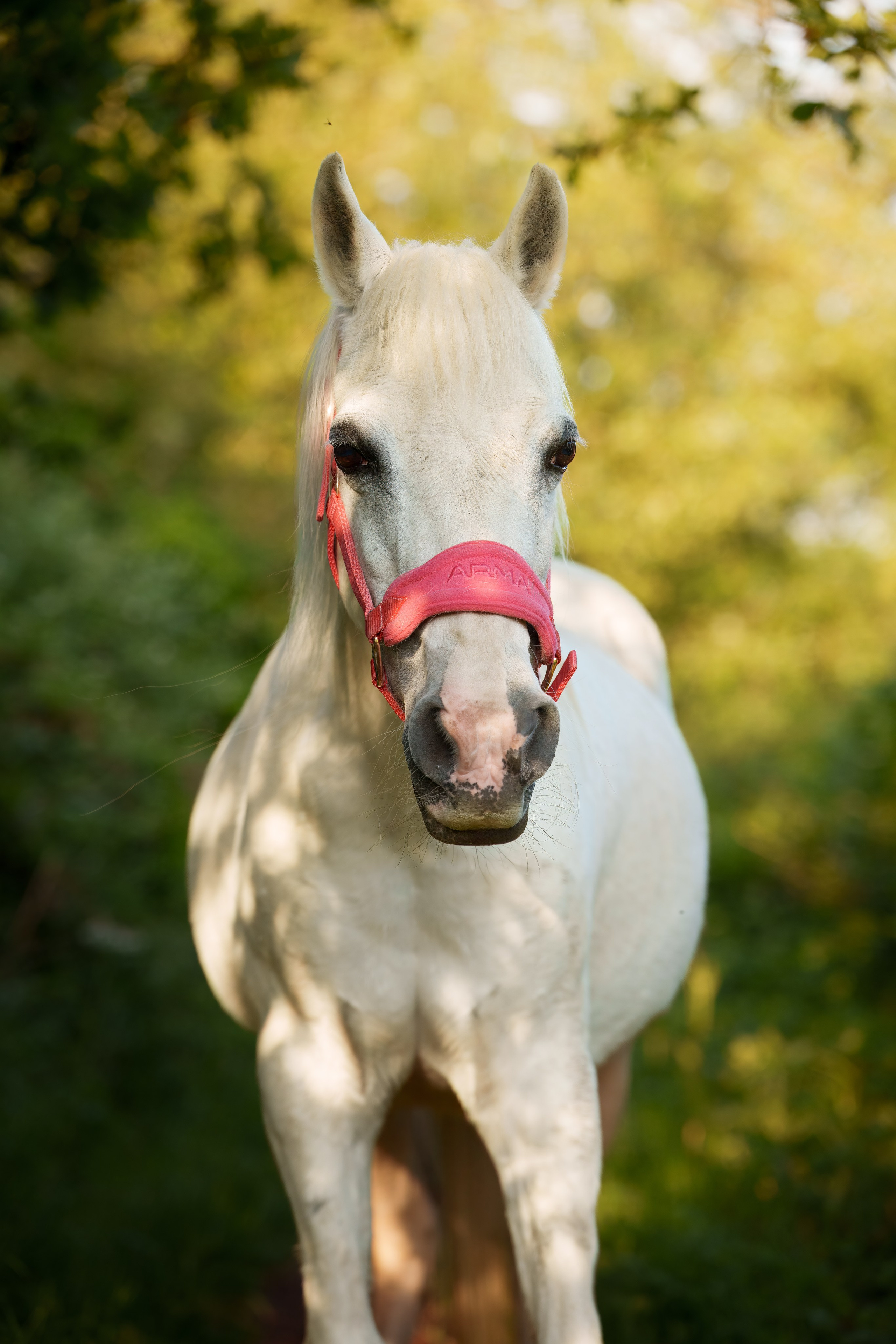 Equine Photography Portfolio | Leicestershire Horse Portrait Photographer. Leicestershire Equine Photography by El | Authentic Equine Portraits & Events