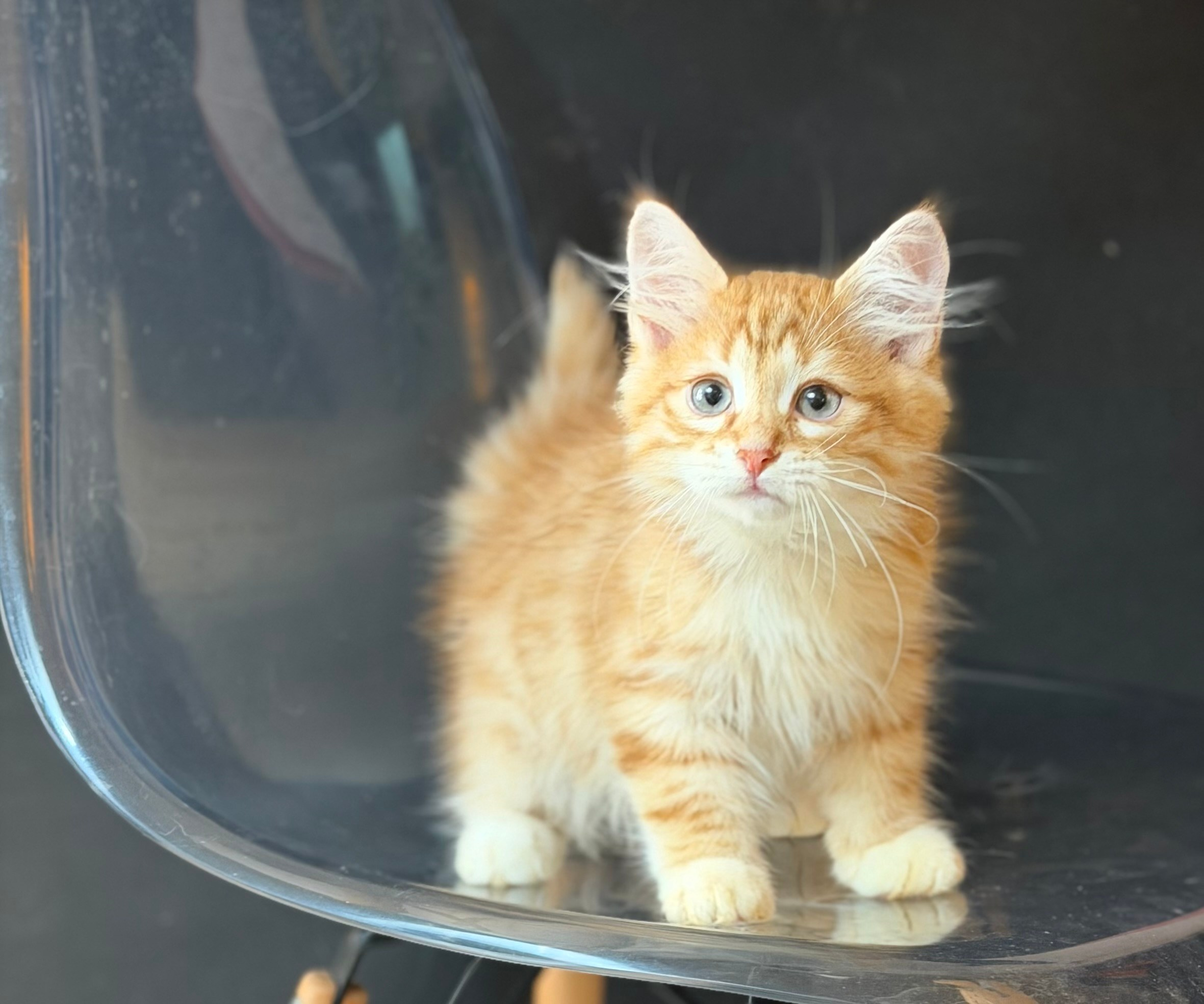 Available- Evan- Red Tabby Male