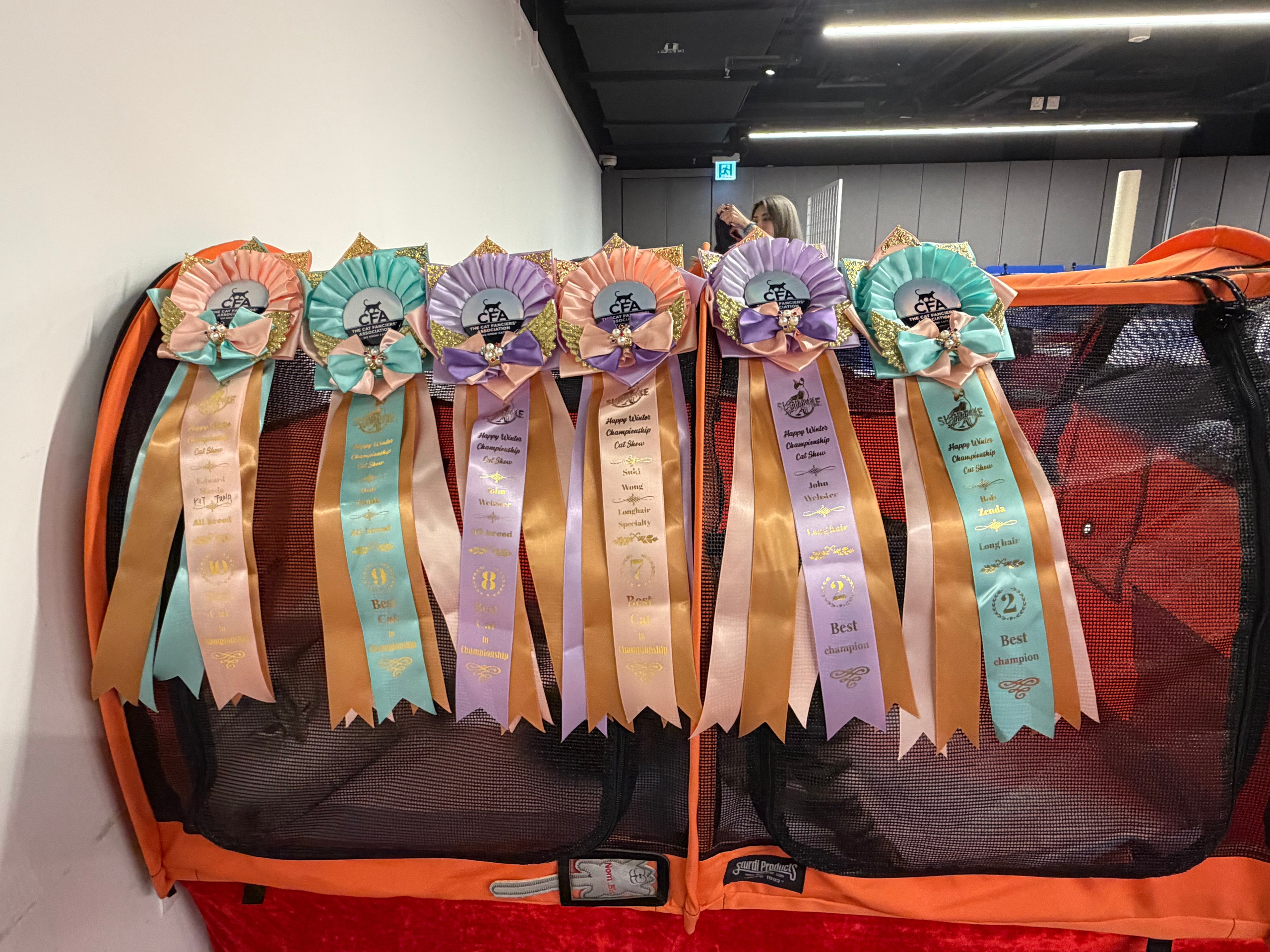 SUPREME SPHYNX CLUB HAPPY WINTER CHAMPIONSHIP CAT SHOW 13 Dec 2025.  🤴 GC Sladkoe Pyatnyshko Chudo: 7/8/9/10 Best Championship  👸 Musrafy Aiusha of Lemon Green: 2 LH + 2 LH Champion. Our young Siberians got awesome results at this show! Aiusha is only 8 months old — she was a bit shy at her first show, but I think she’ll do even better next time and finish her grand points!I wasn’t really planning to show Chudo again, because he’s lost some coat and weight after getting very interested in the girls lol, but he still did a great job! Huge thanks to the organizers for such a great show today! And thanks to the breeders of Chudo & Aiusha for offering them! And it was so nice to see some good friends there too!