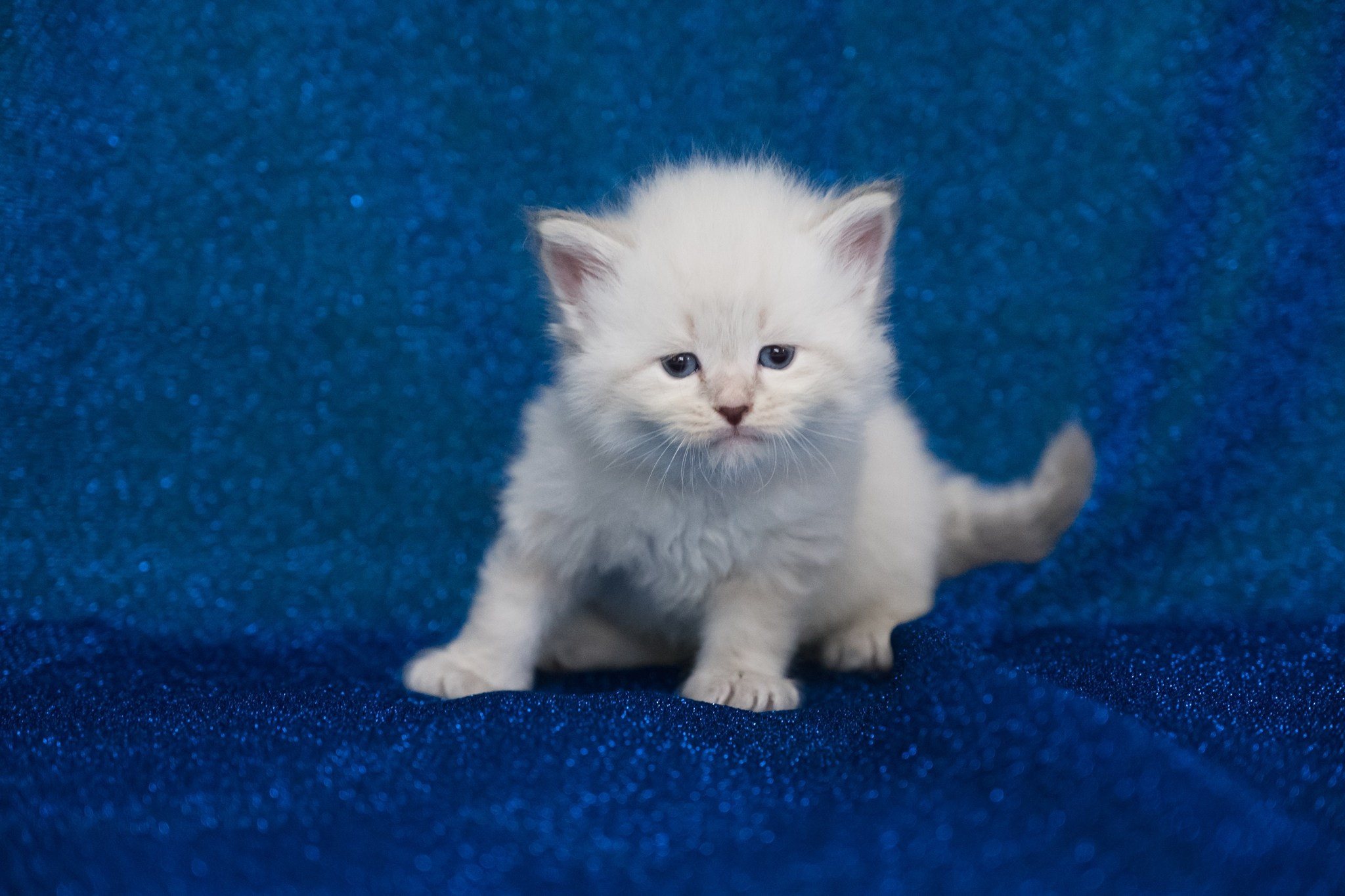 N-Altair. SIBERIALIS: Katzenzucht von Sibirischen und Neva Masquarade Katzen