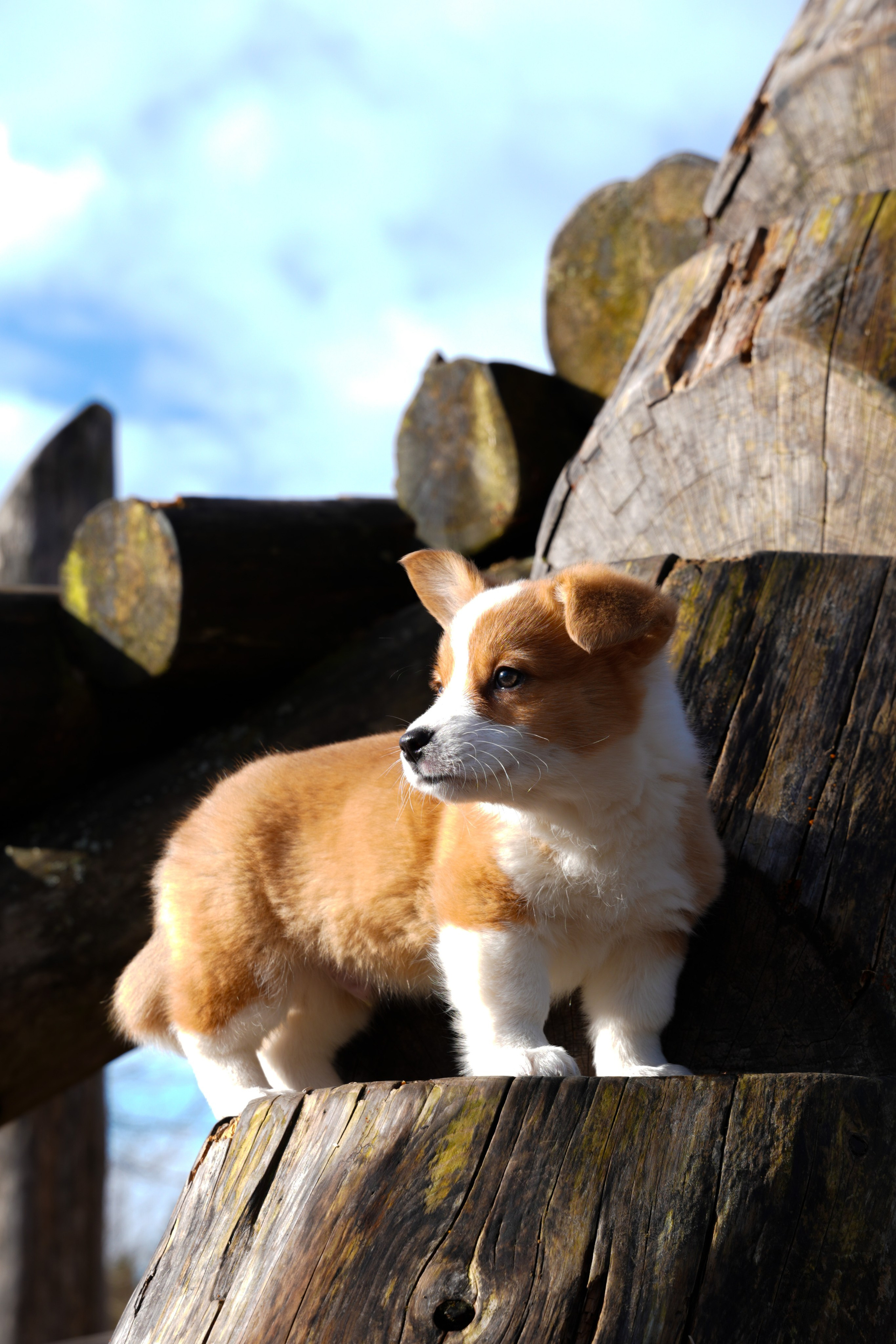 Pets. Shuttergry Photography