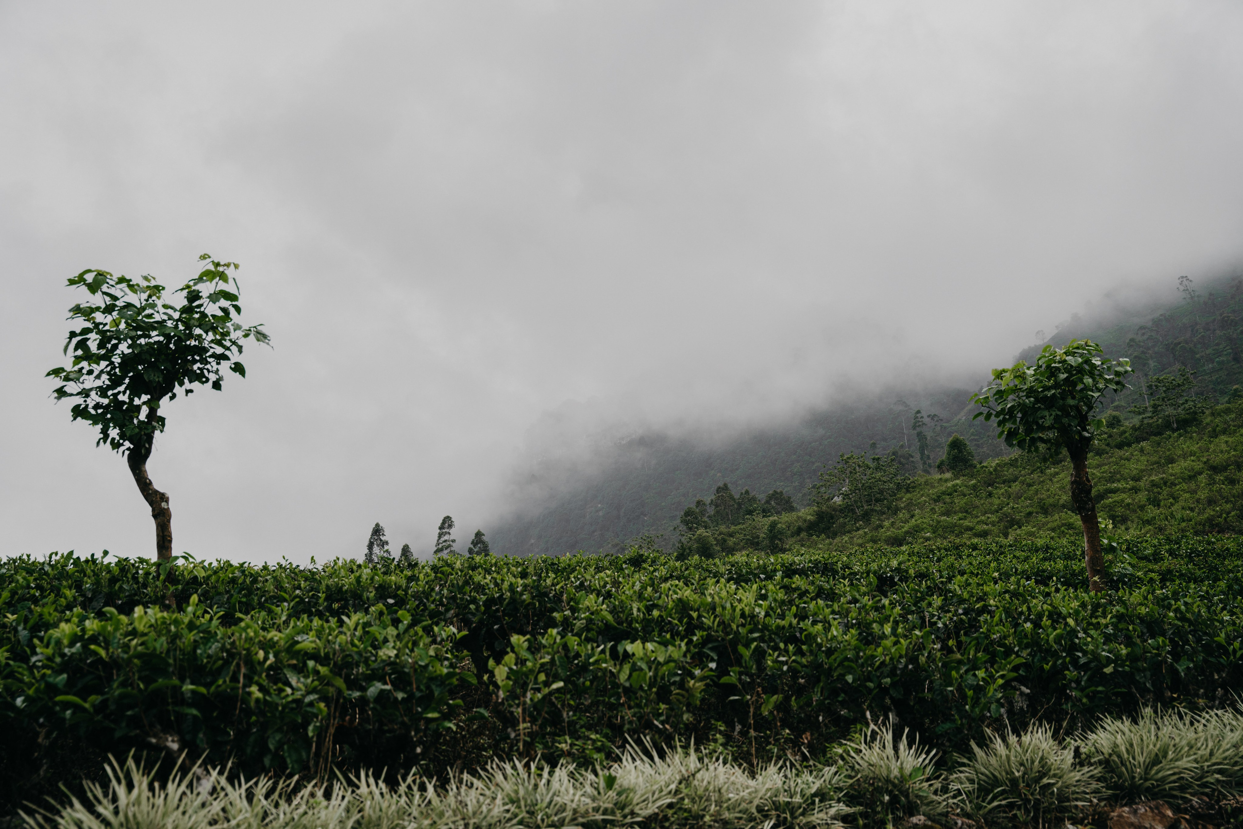 Relais & Châteaux, Tea Trails, Sri Lanka. Editorial photographer Yuliya Drazdovich