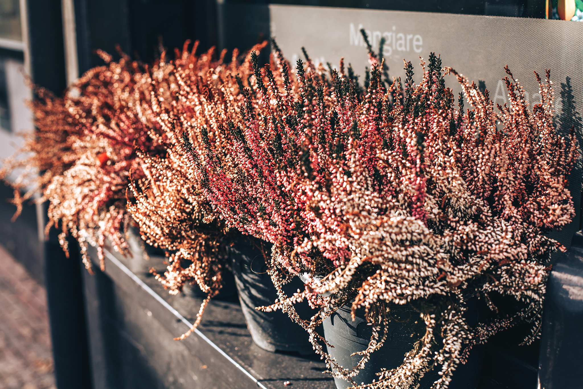 Birthday of Suna ;). Amina Gunenc - bruiloft- en familie fotograaf in Nederland