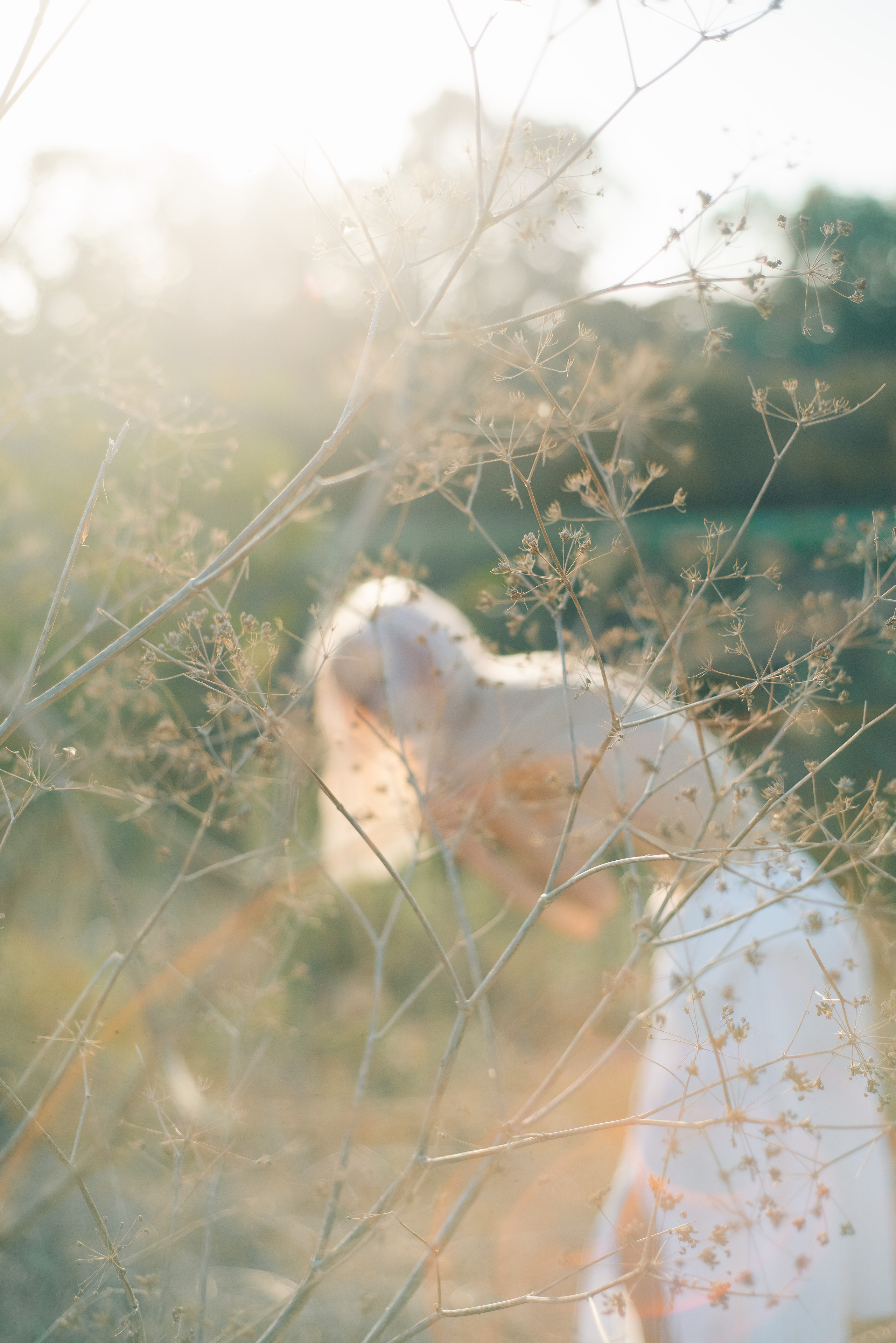 Photo shoot with a horse. Sentiakov Valerii, Photographer. Israel