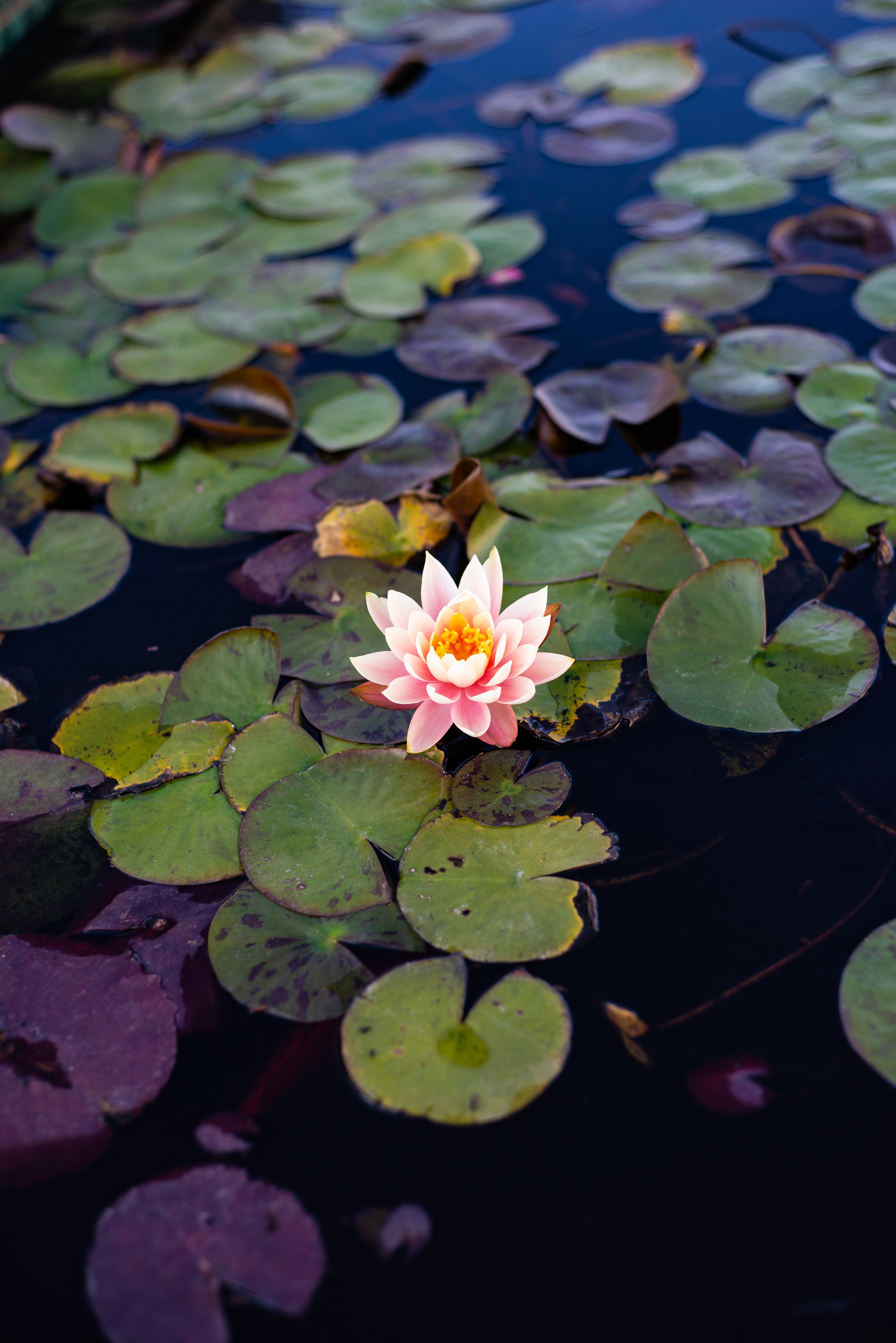 Ashdod. Sentiakov Valerii, Photographer. Israel