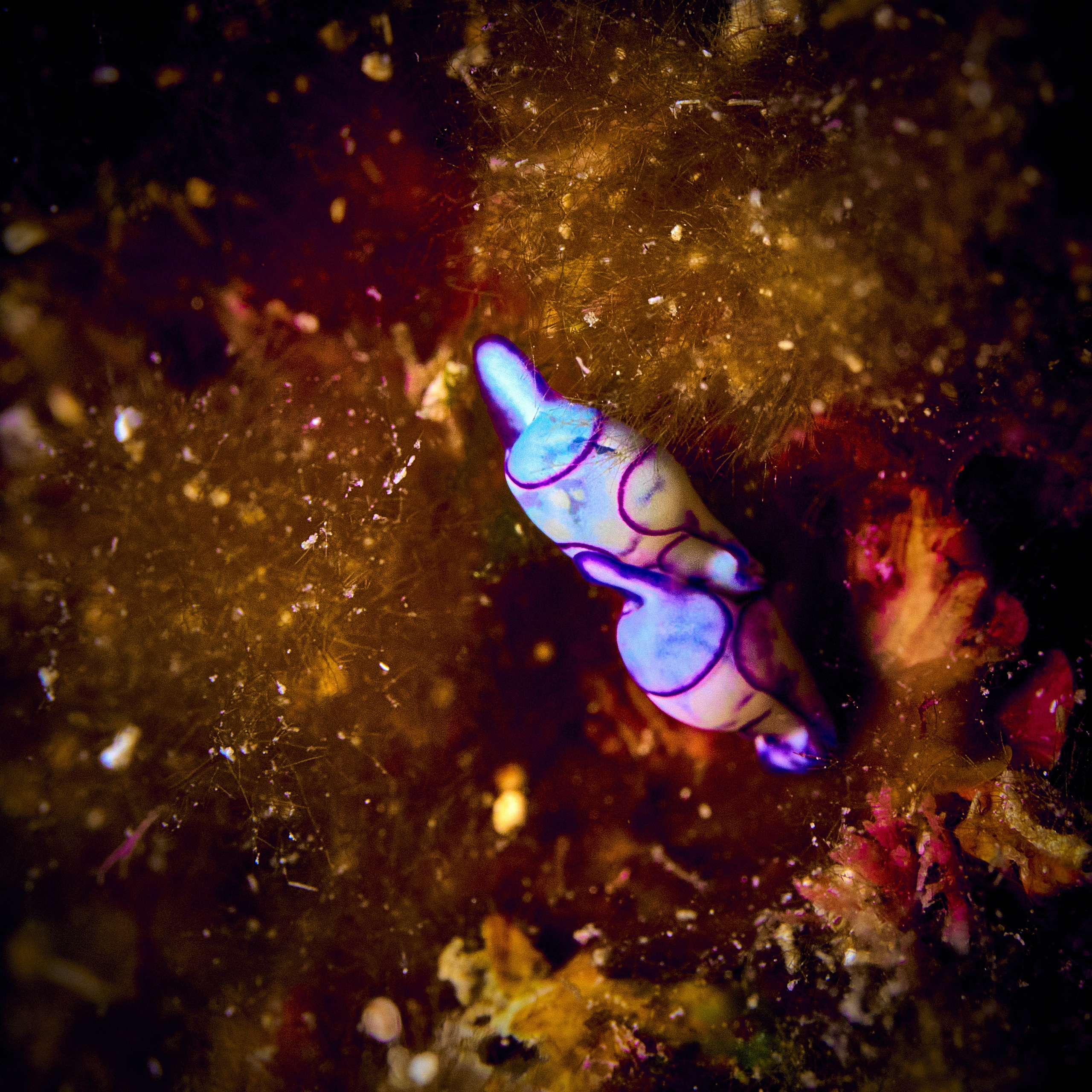 Mieszkańcy mórz. Andriej Szypilow — Photography & Videography