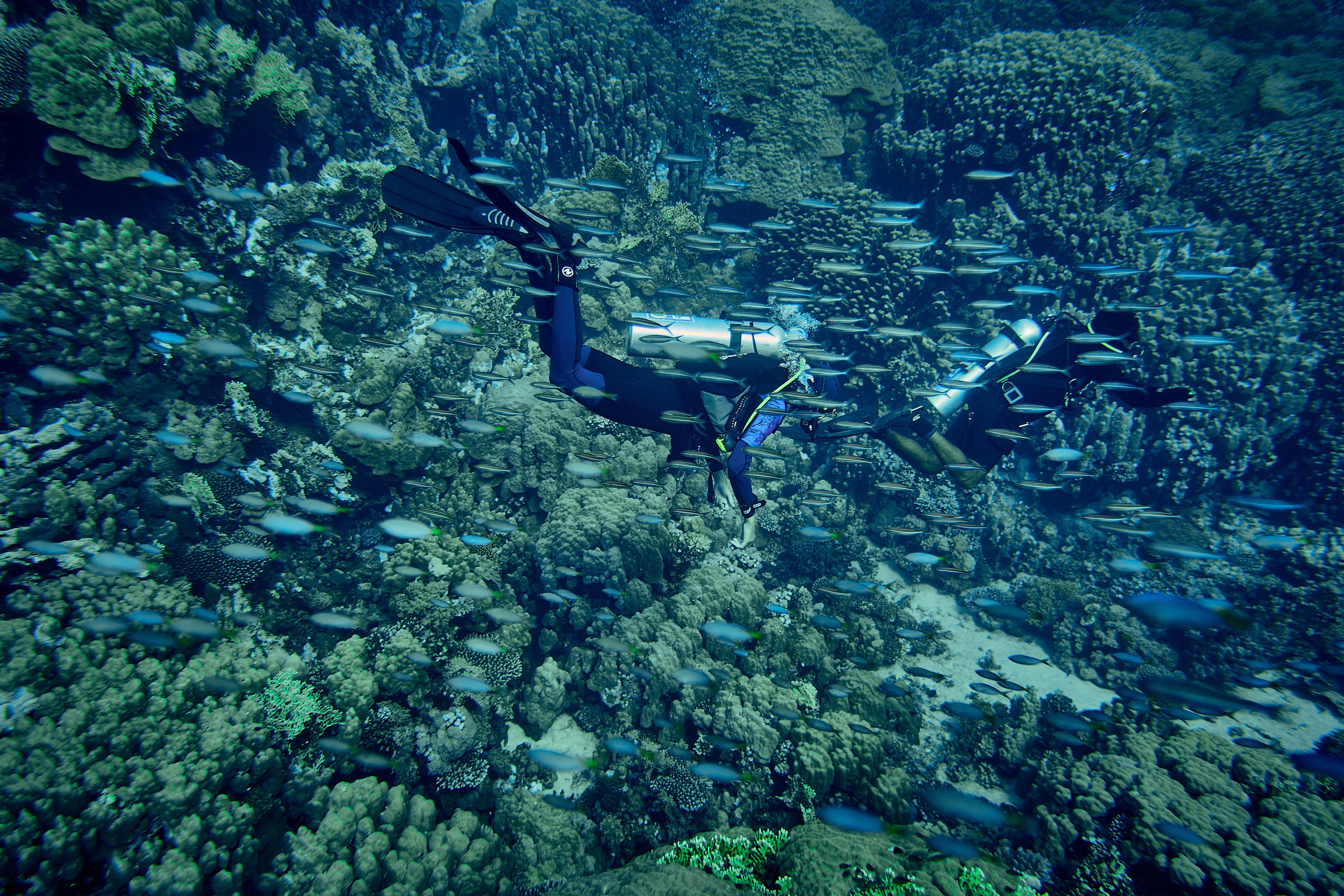 2023-11 - Diving Safari Deep South Egypt. Andriej Szypilow — Photography & Videography