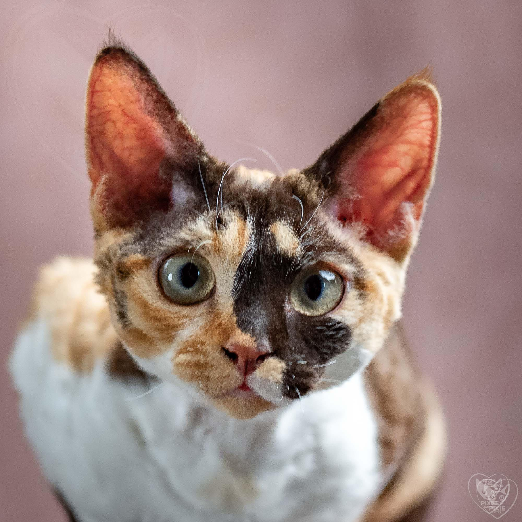 Malvina. Devon Rex Pixie Cattery