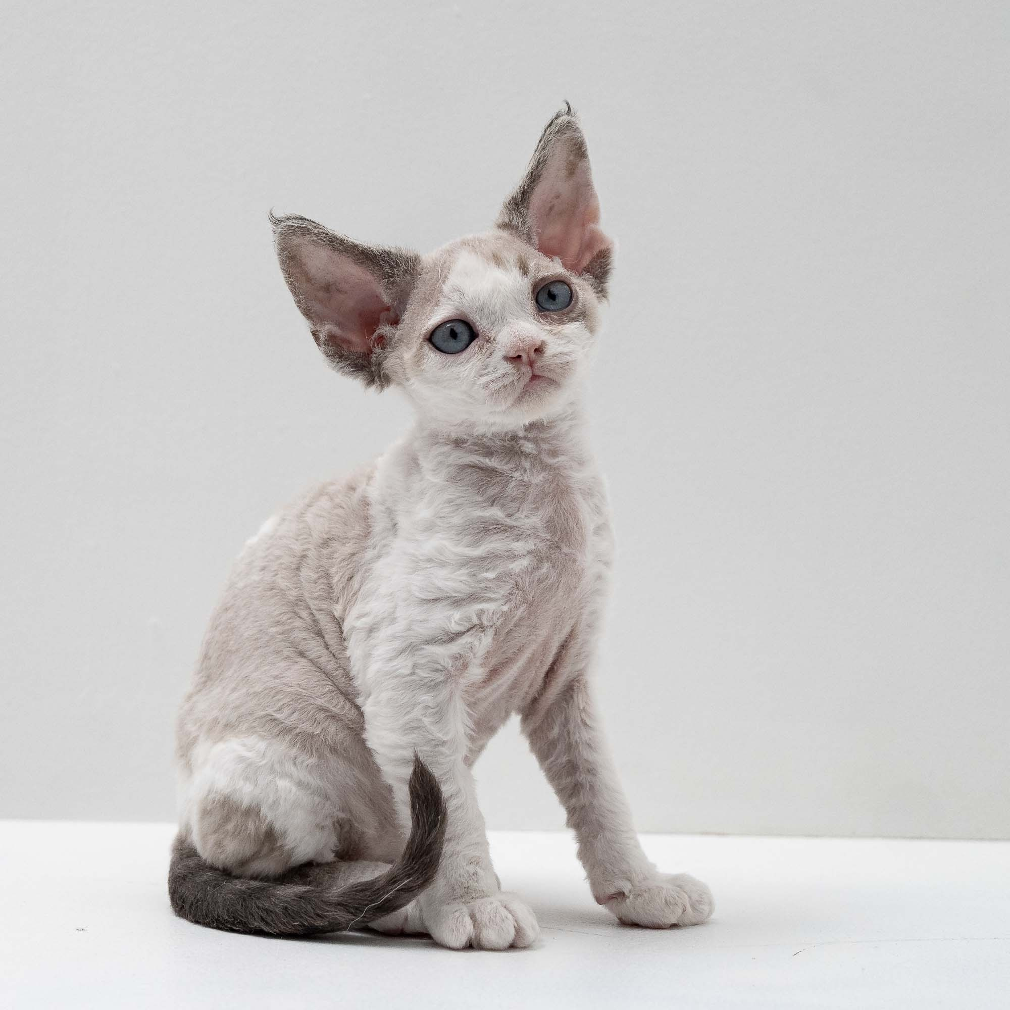 Frodo, boy, born on 01.01.25. Devon Rex Pixie Cattery