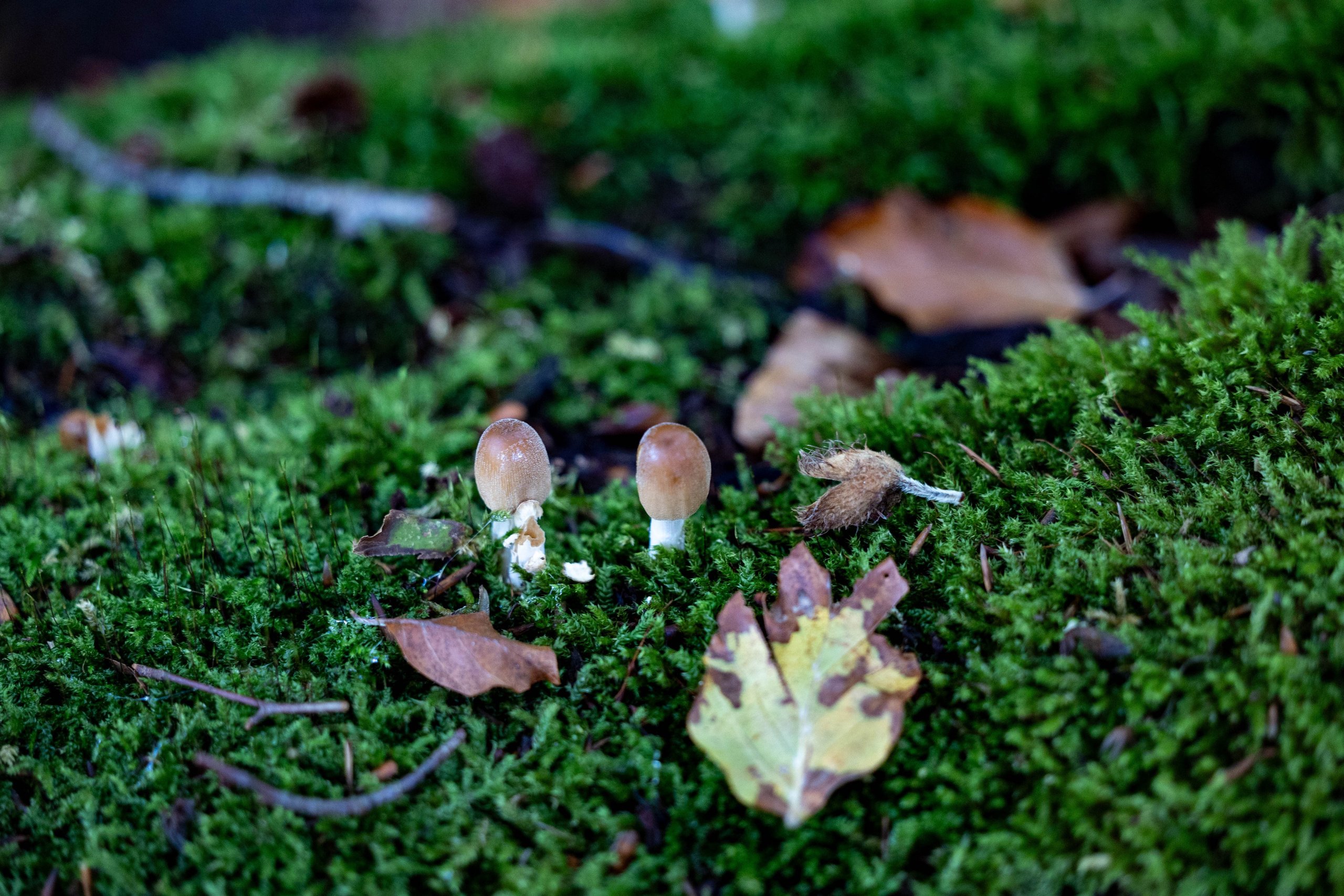 Efterår. Fotograf Aarhus | Portrætfoto Århus | Flotte billeder