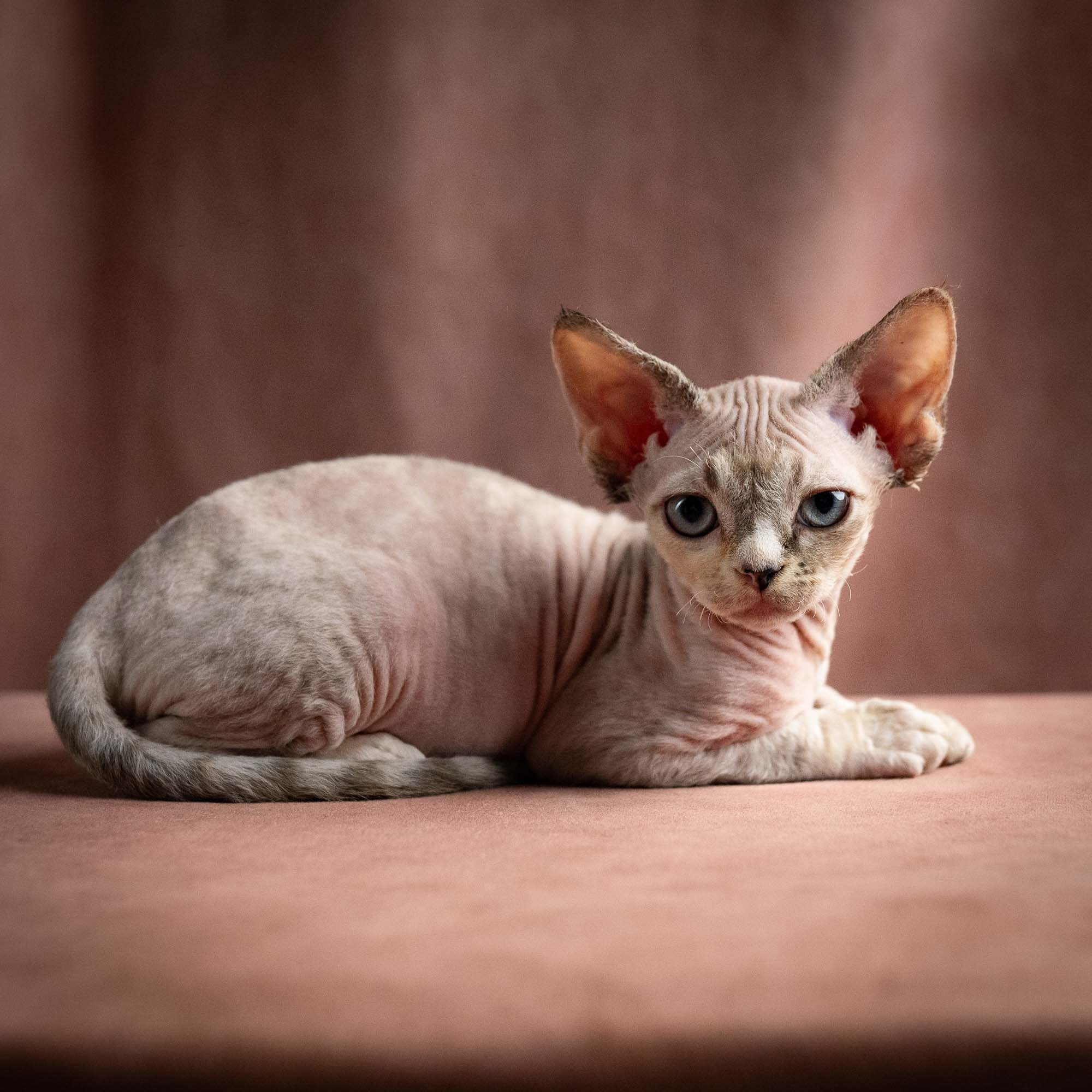 Quinley,  girl, born 02.14.26. Devon Rex Pixie Cattery