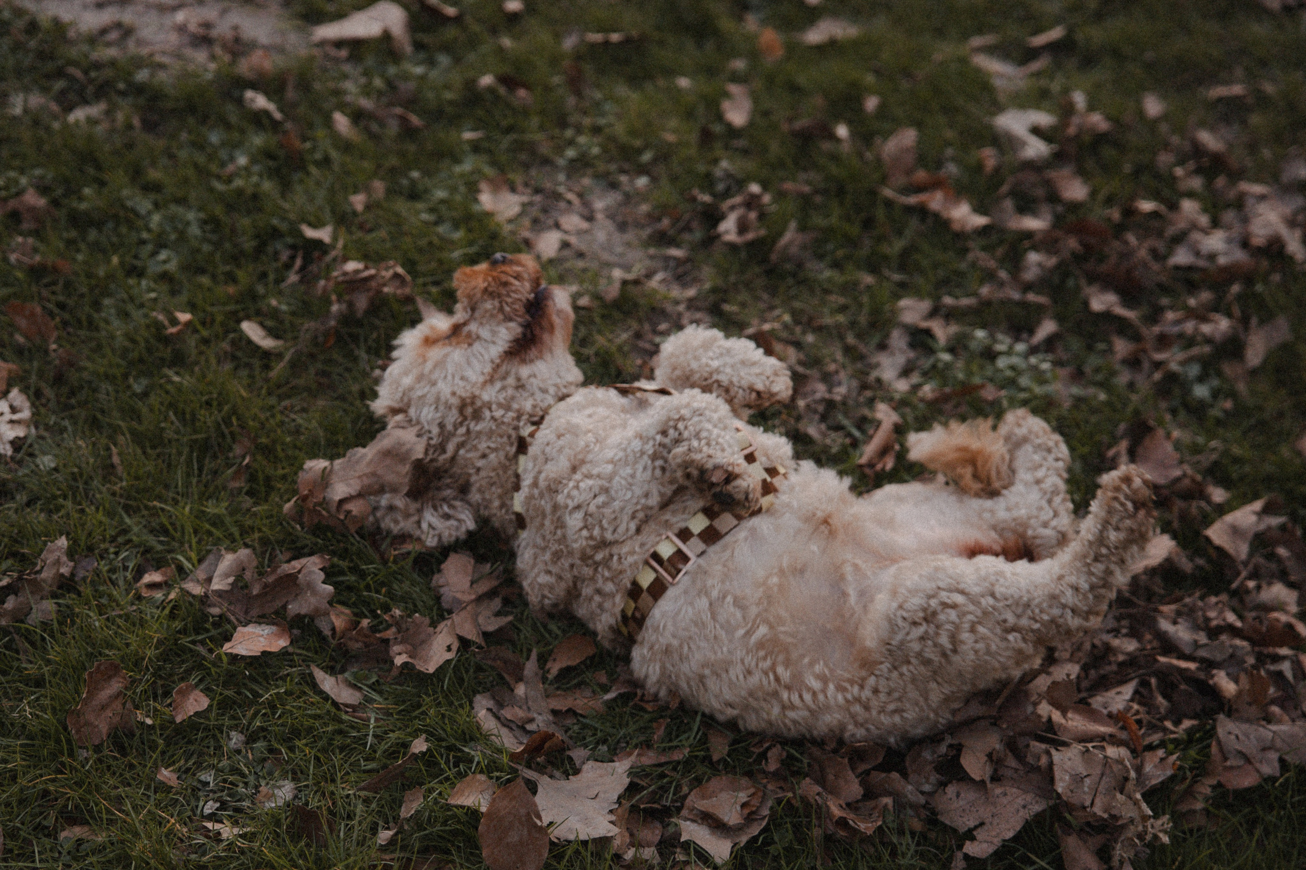 Morena & Niklas I Haus Hohenstein. Hochzeitsfotografin Bochum | Halyna Reiche Fotografie NRW