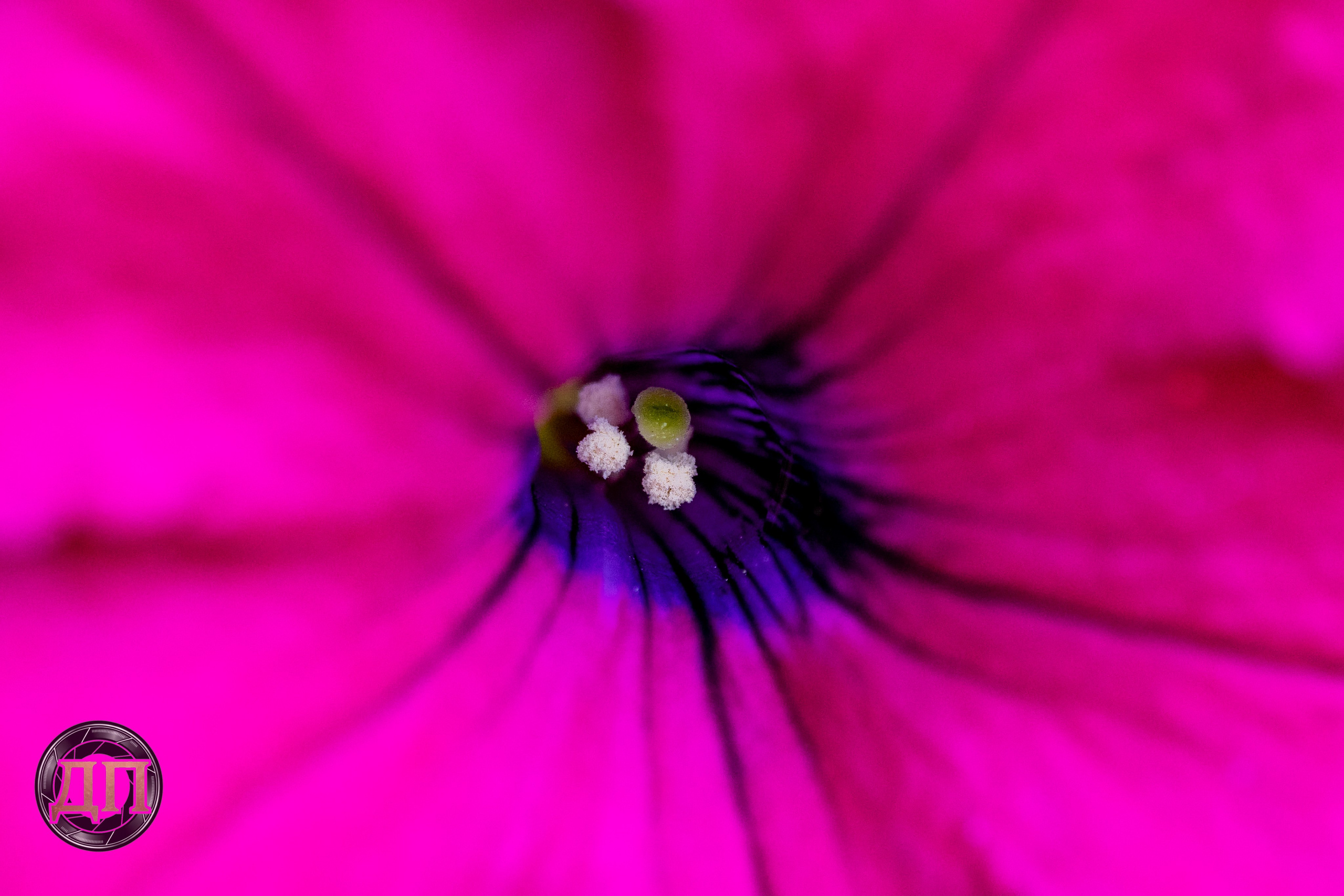 Danil Prikhodko Photography