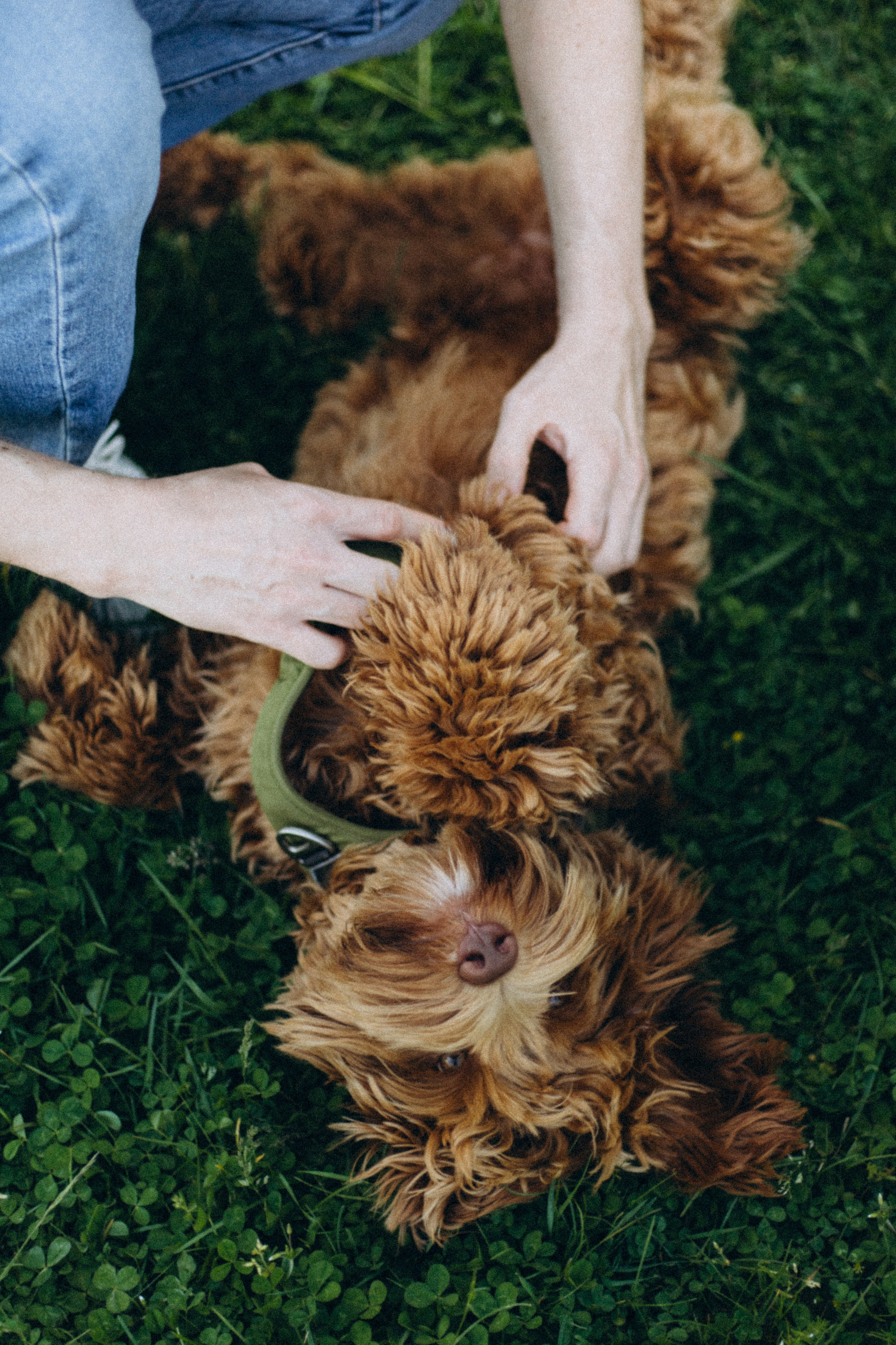 Tiere. Fotograf Düsseldorf, Köln, NRW - Kristina Braudo
