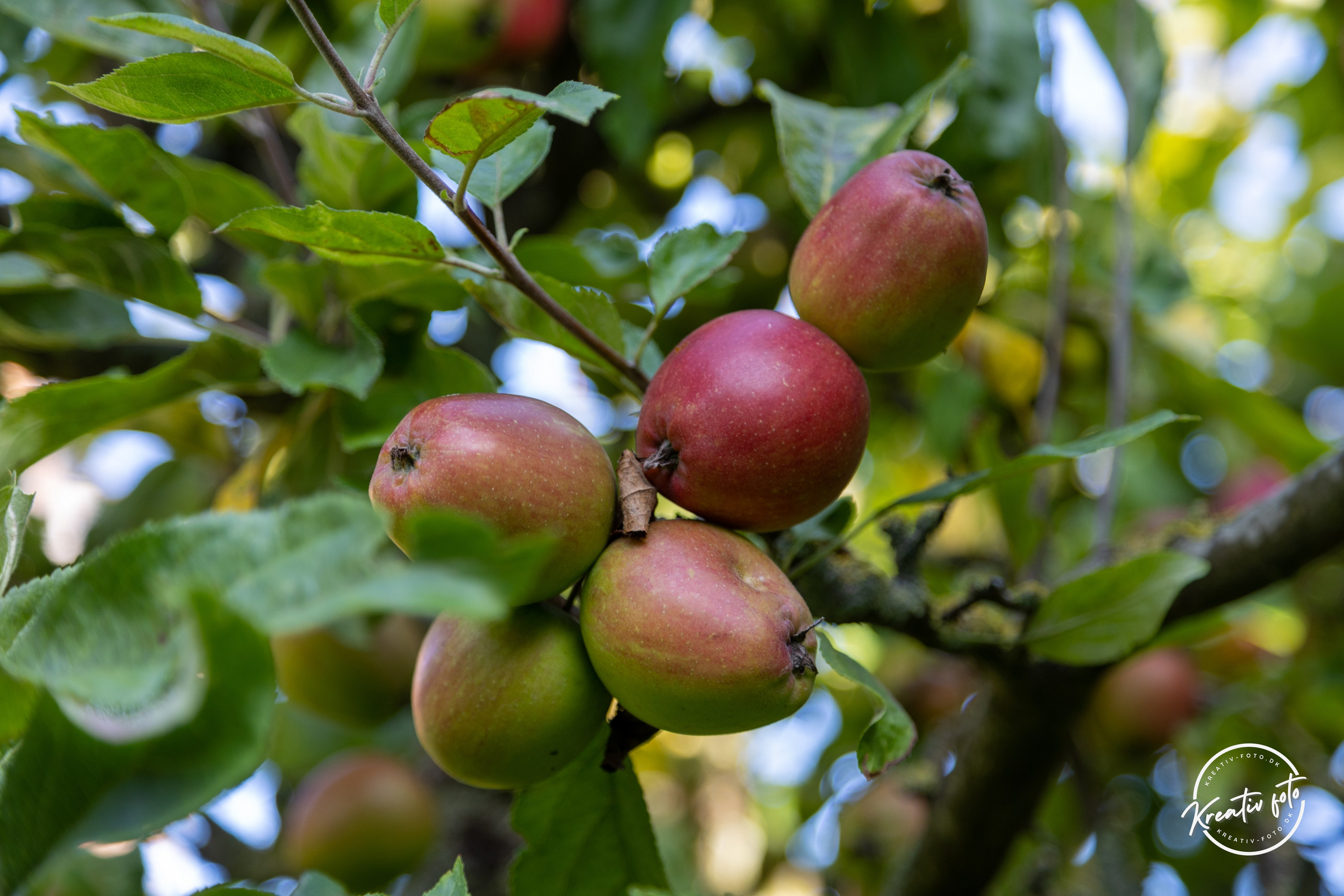 Sommer. Fotograf Aarhus | Portrætfoto Århus | Flotte billeder