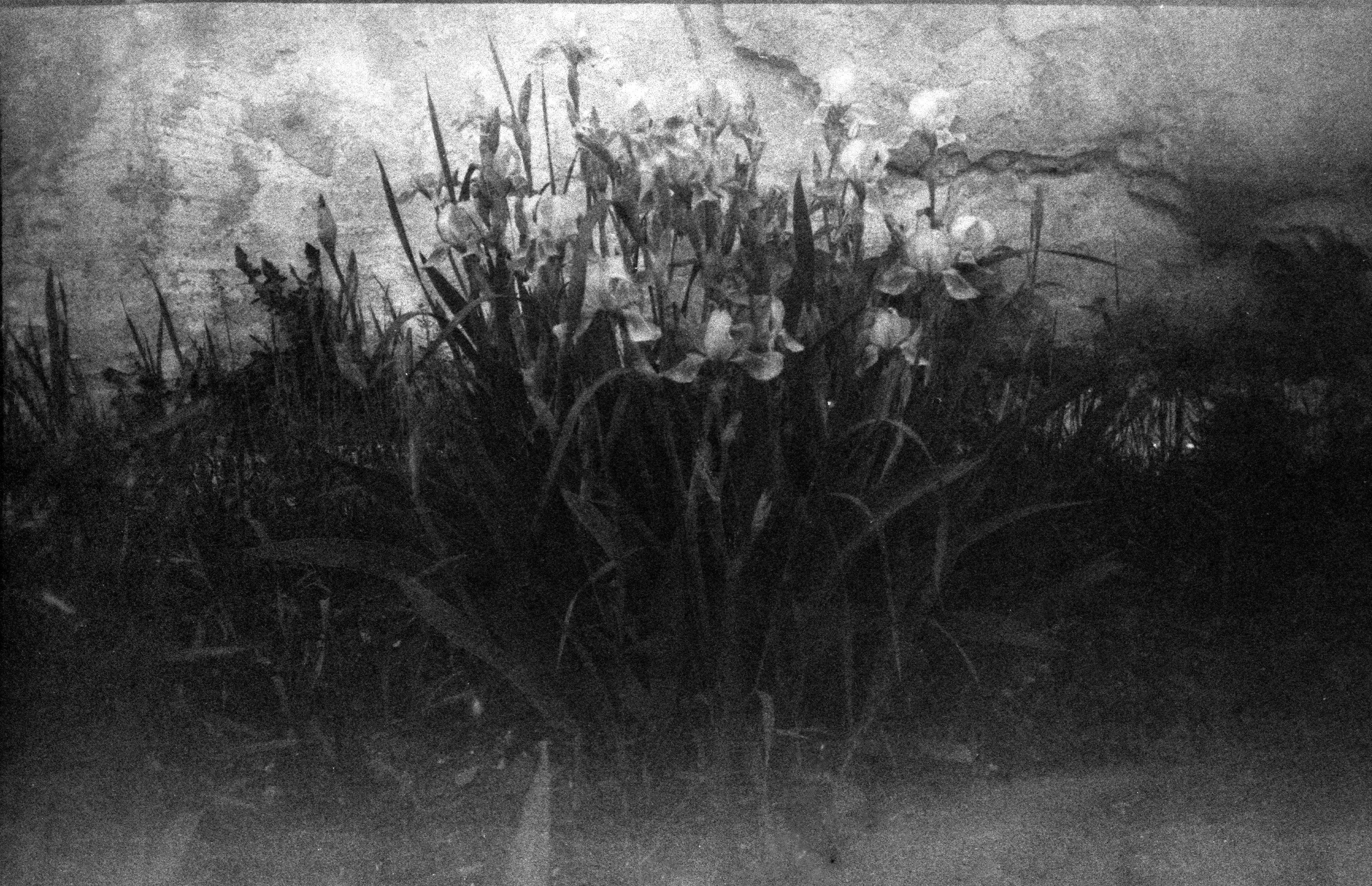 Silent light. Natalia Parfenova visual artist film photographer