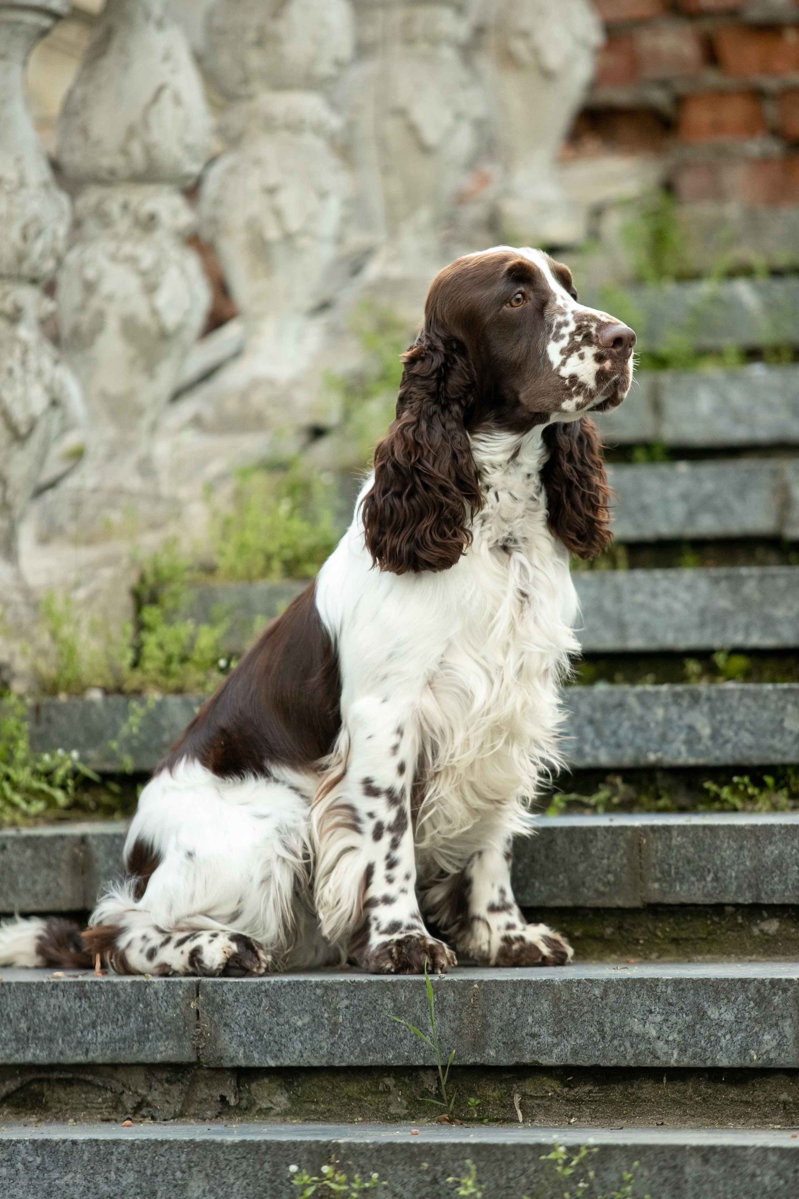 English Springer Spaniel male show stance conformation