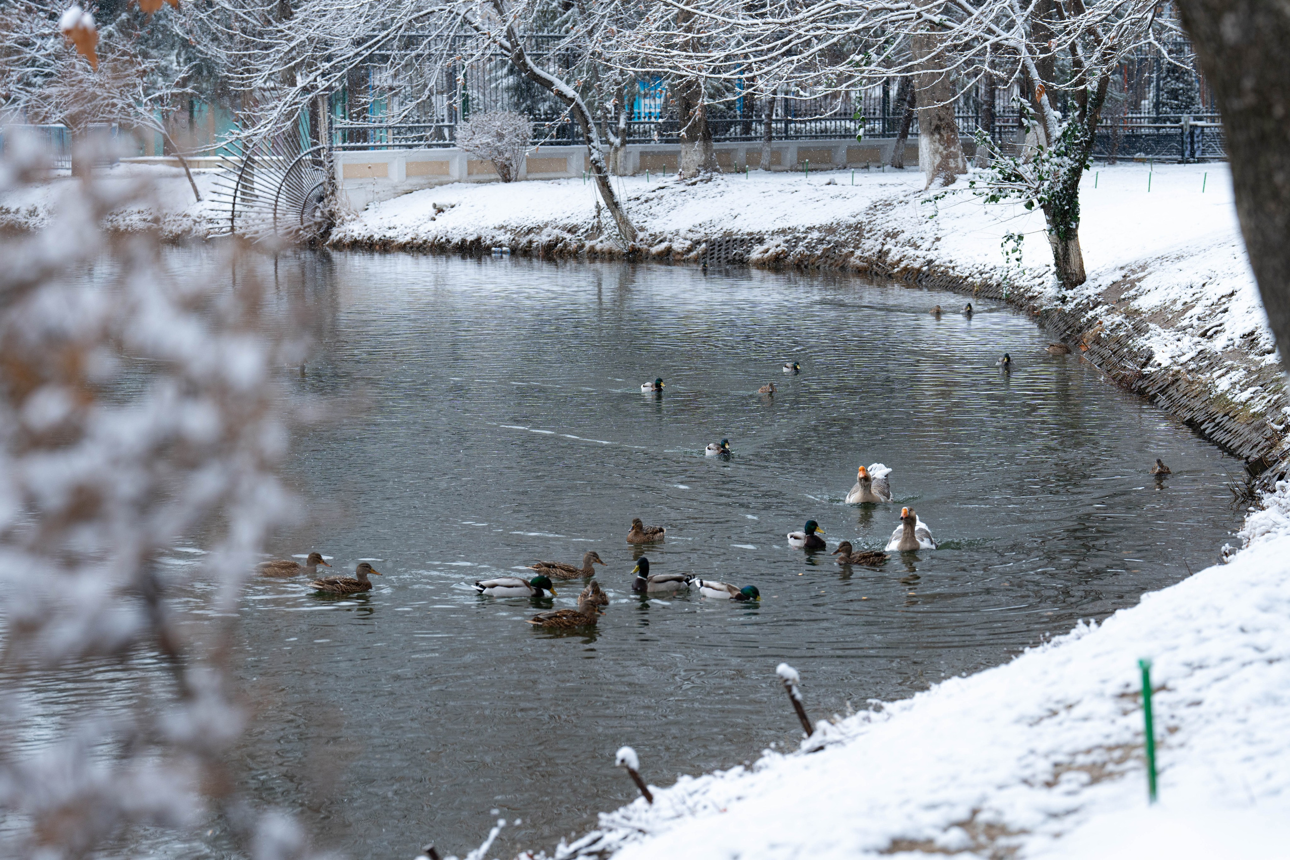 Первый снег в 2024 году. Георгий Намазов | Фотограф в Ташкенте