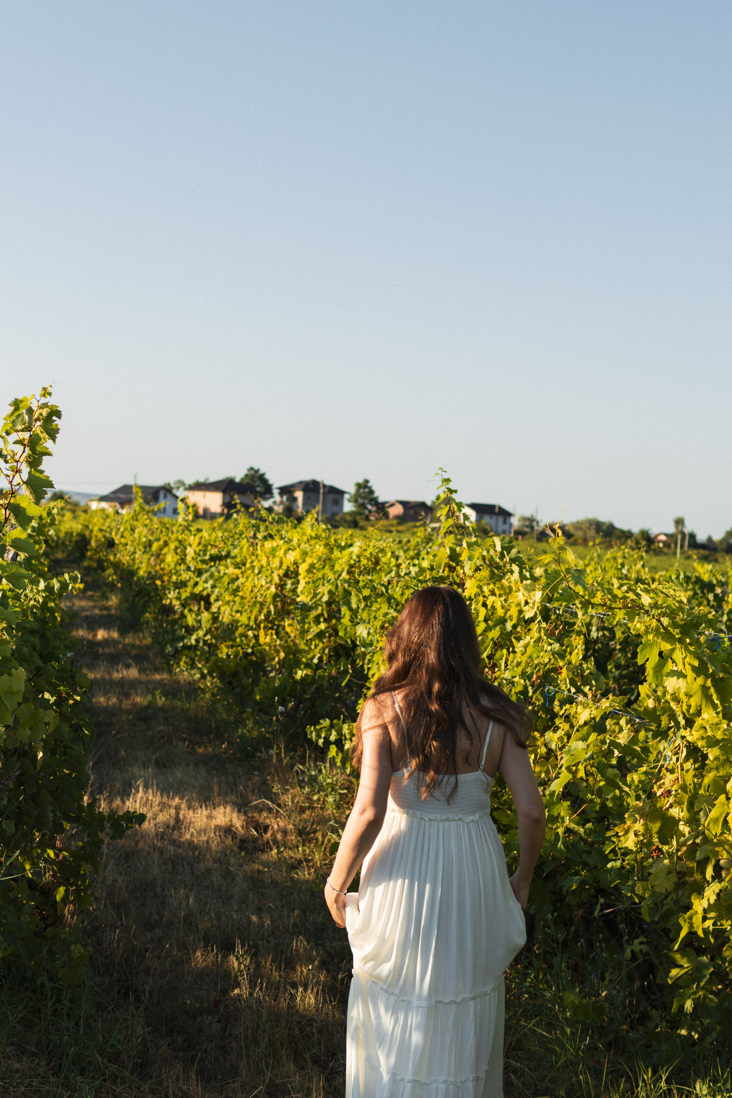 Couple Session — A Vineyard Love Story
