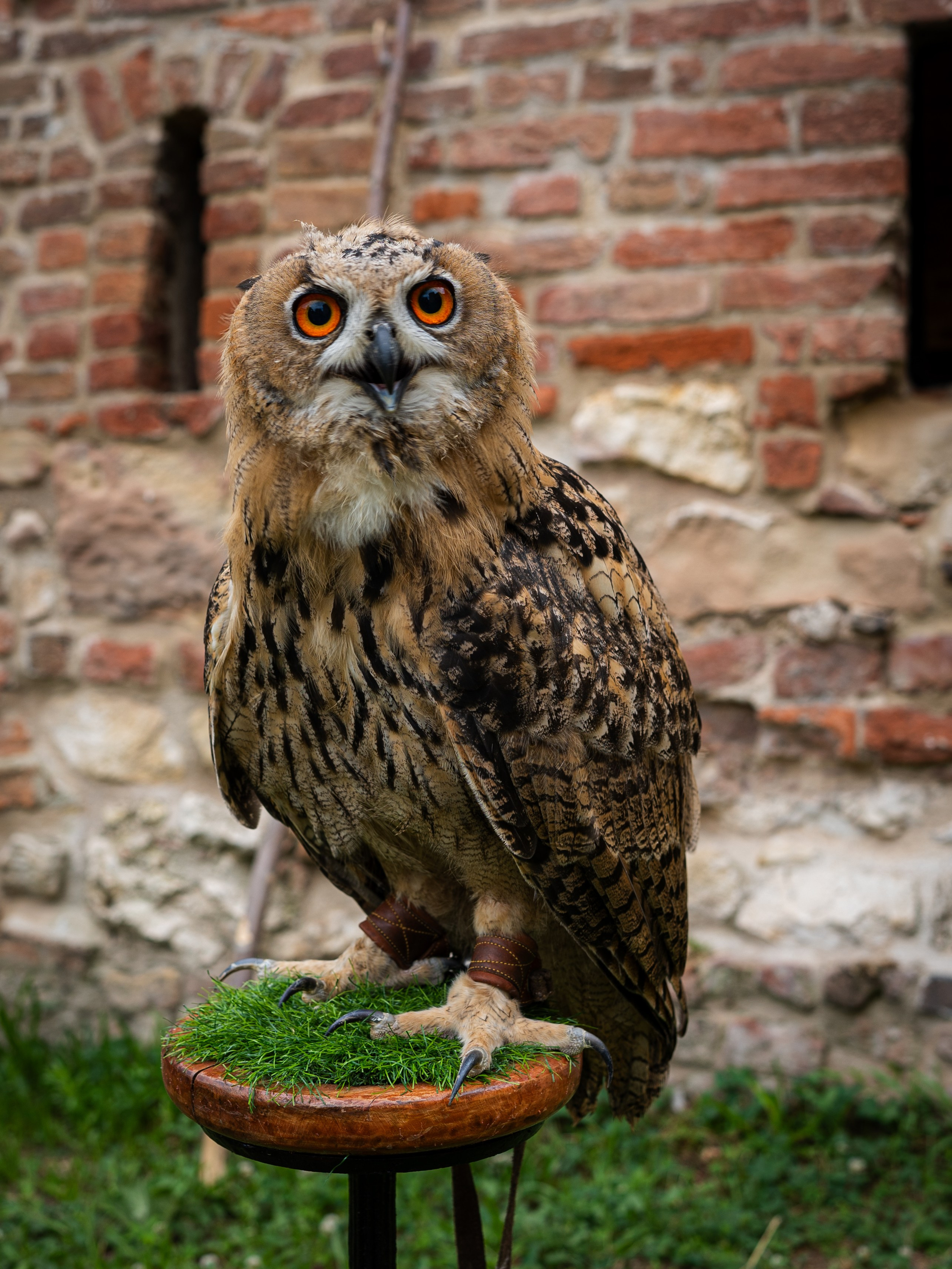 Sibinjanin Janko / Janjoš Hunjadi Fest 21.07.2024. Concert and Event photographer in Belgrade, Serbia