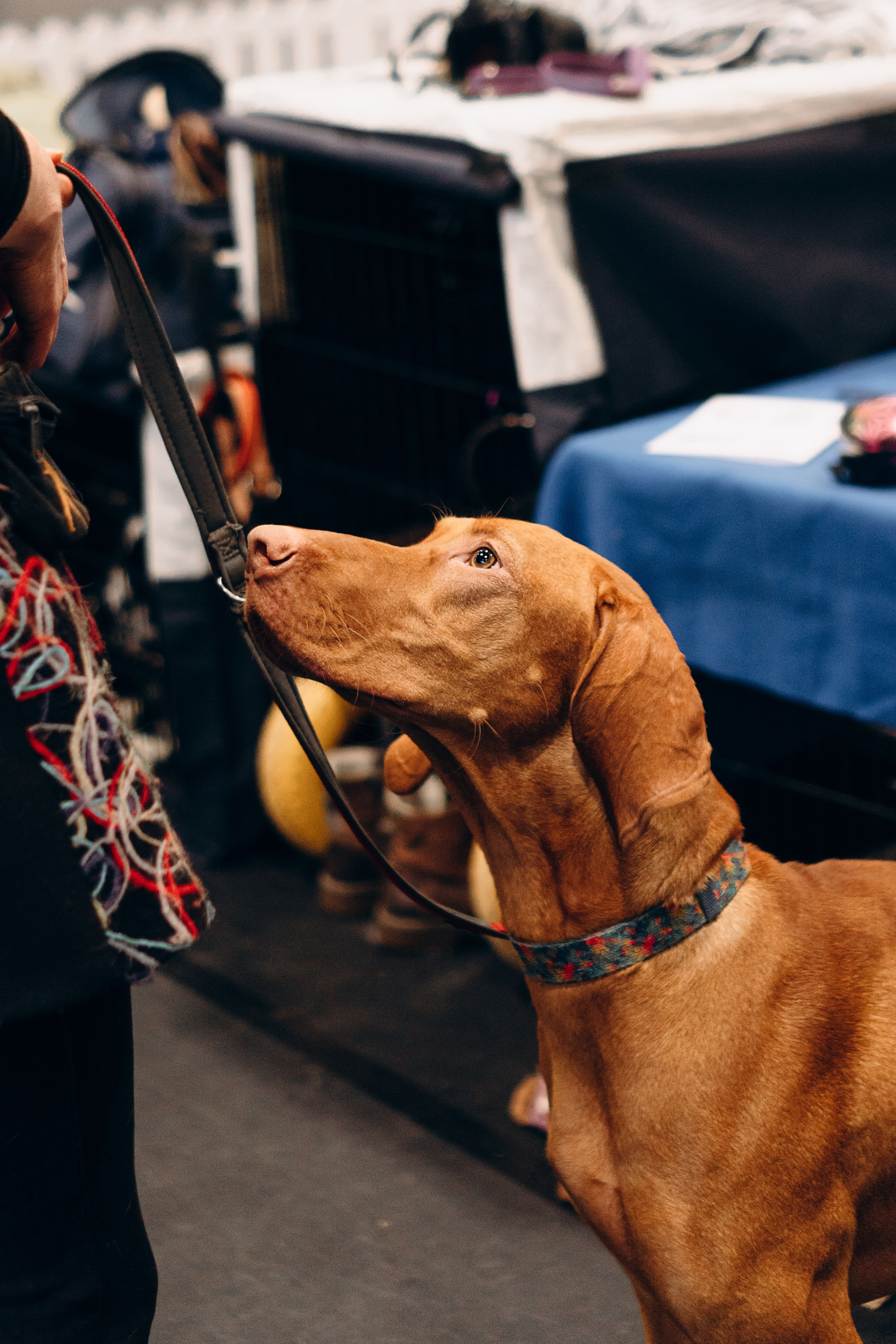 Pärnu dog weekend photo report. Kat Laisaar — Pet photographer in Tallinn